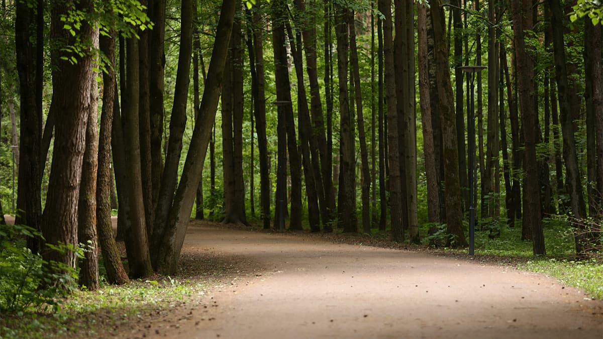 Что происходит с лесами мира и России: инфографика