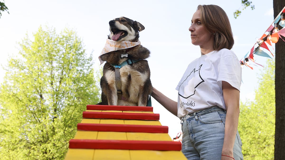 Около 80% приютов для бездомных животных в России являются частными