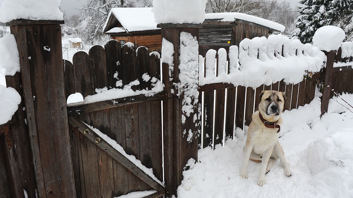 Регионы РФ смогут оценивать эффективность обращения с бездомными животными