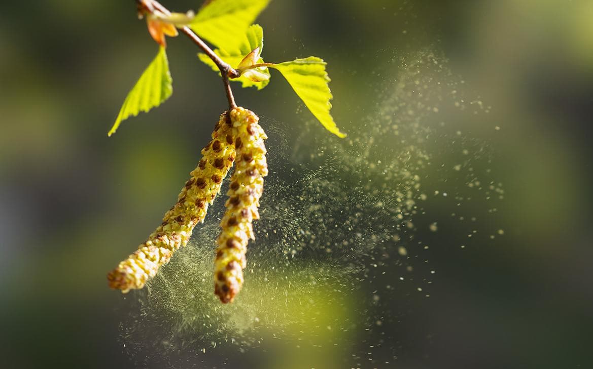 Мишустин анонсировал уникальную вакцину от аллергии на пыльцу березы