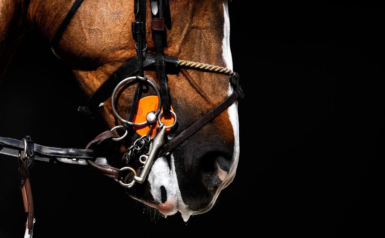 Всадницу и тренера отстранили за жестокое обращение с конем Рамзаном
