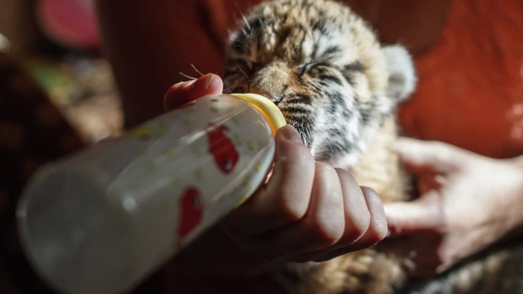 Депутаты предложили урегулировать реабилитацию пострадавших диких животных