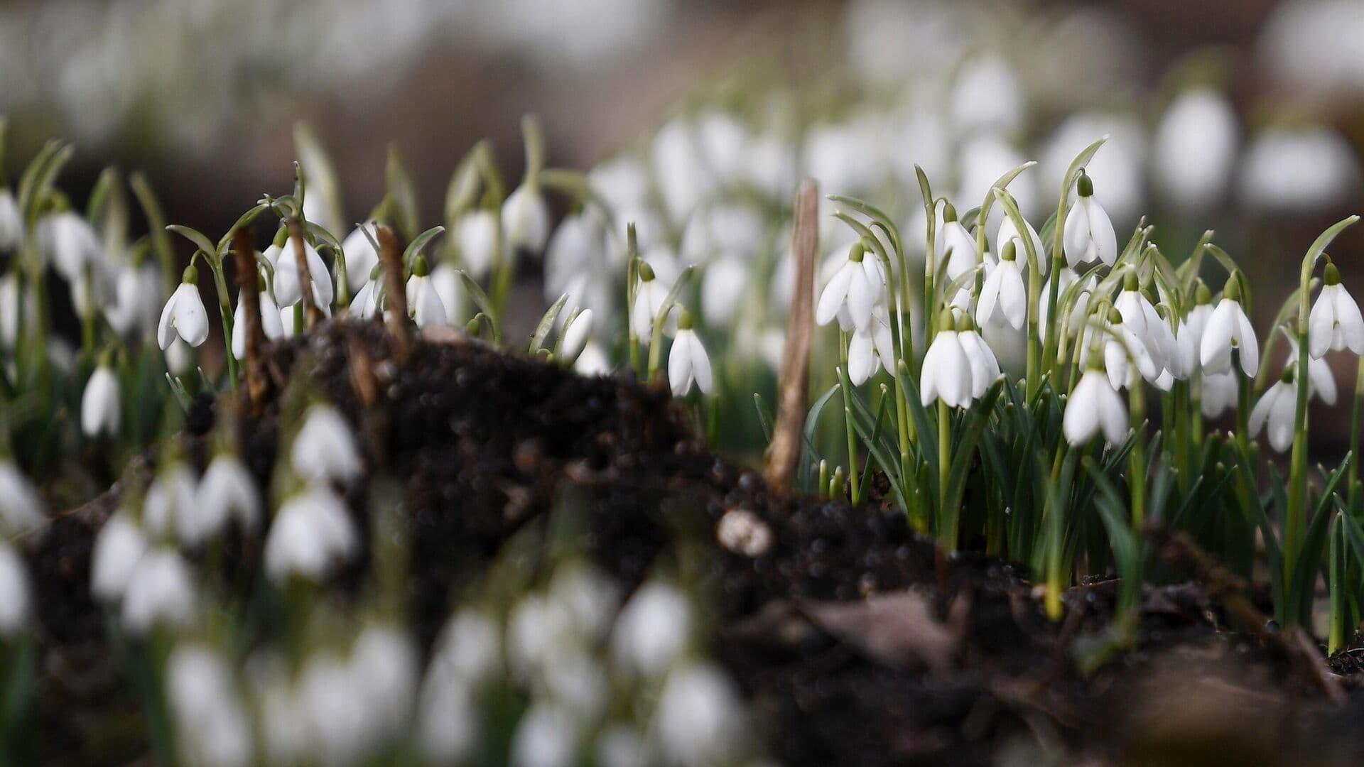 Россиян предупредили об уголовной ответственности за сорванные подснежники