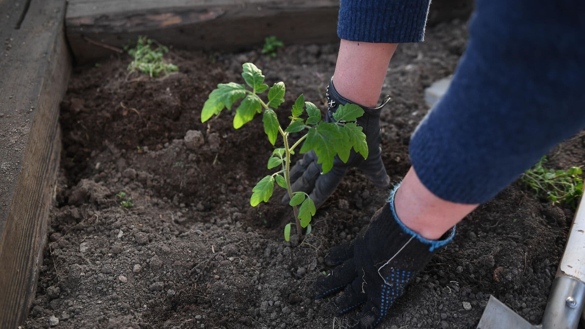 Раскрыта главная ошибка при поливе рассады