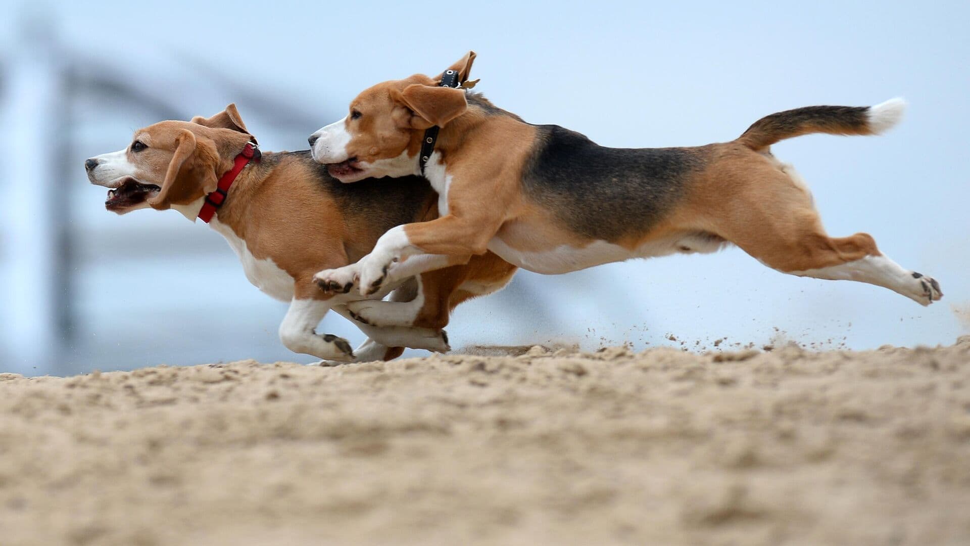 В Висконсине прошла акция за освобождение двух тысяч биглей из питомника