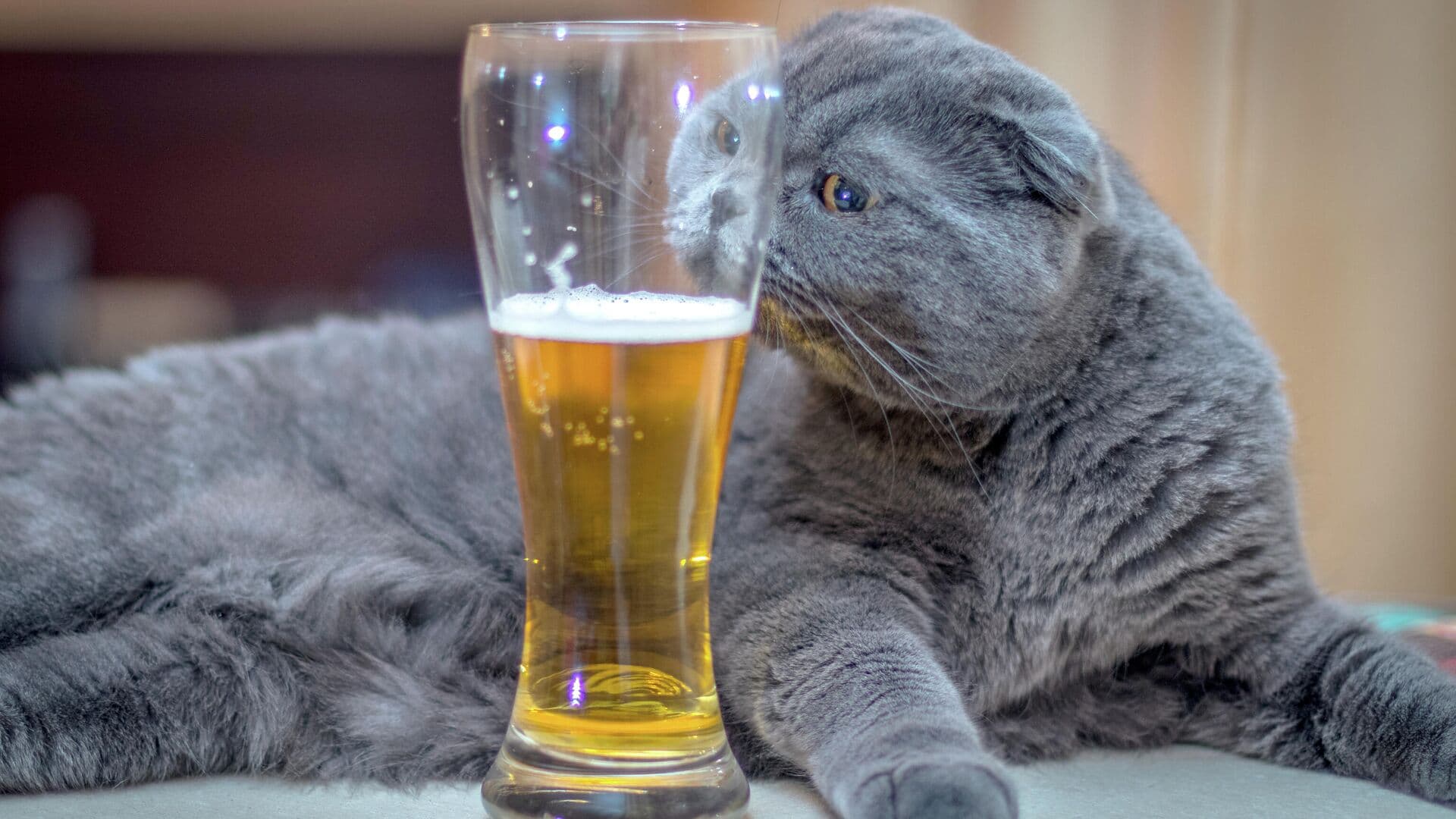 Диетолог рассказал, сколько безалкогольного пива можно выпить