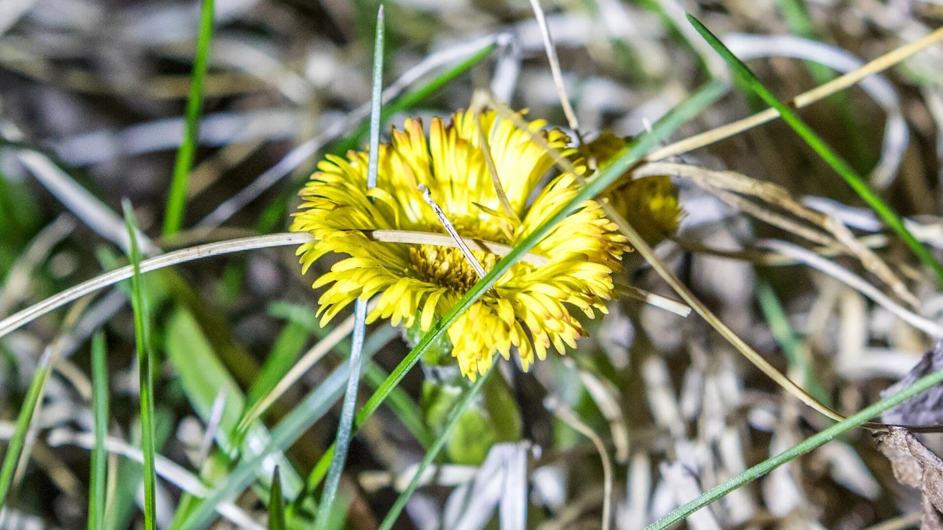 В Москве на газонах появятся мини-копии солнца, рассказала синоптик
