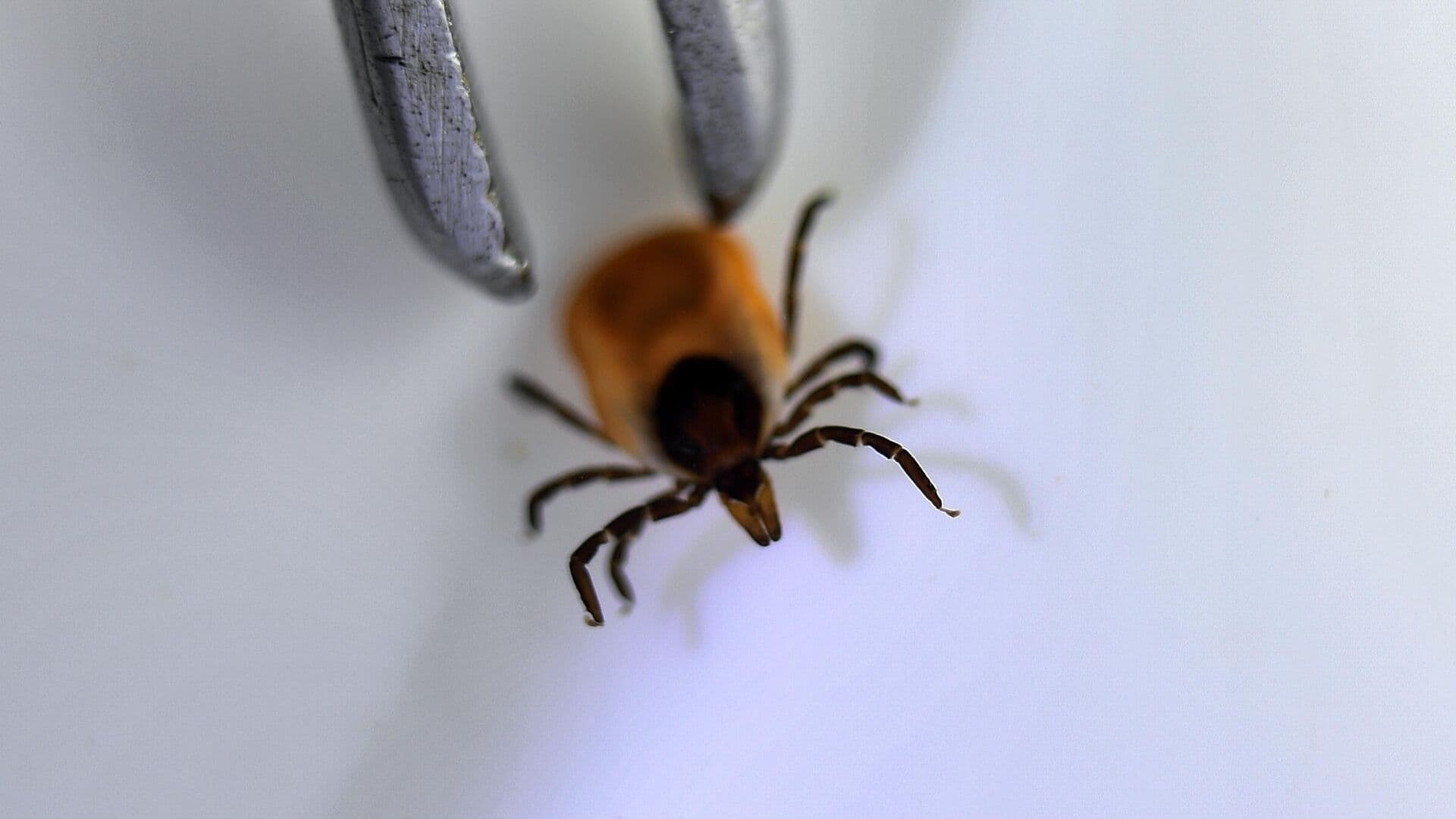 Биолог рассказал, как обезопасить себя от укуса клеща