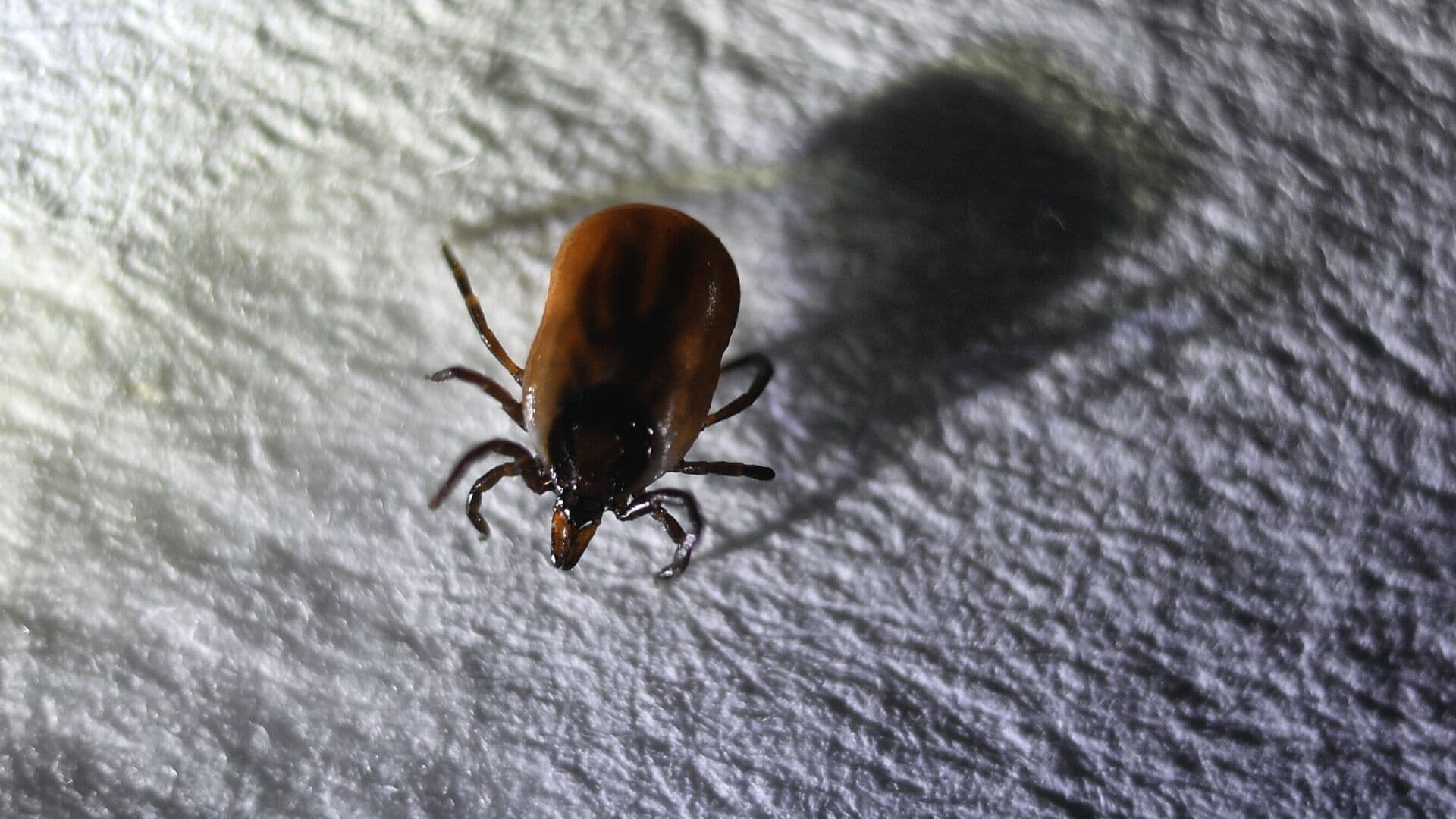 В России начали регистрировать обращения в больницы из-за клещей