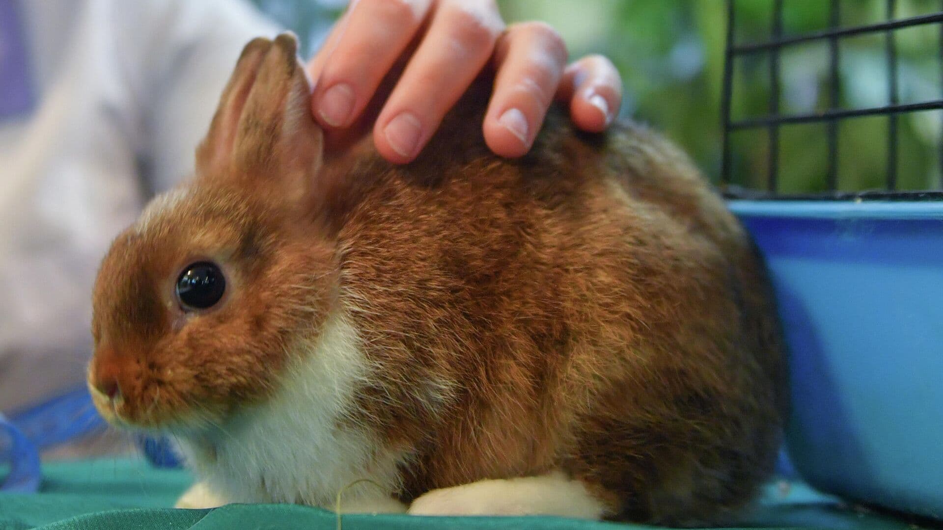 Ветеринар рассказала, у каких животных может появиться весенняя аллергия