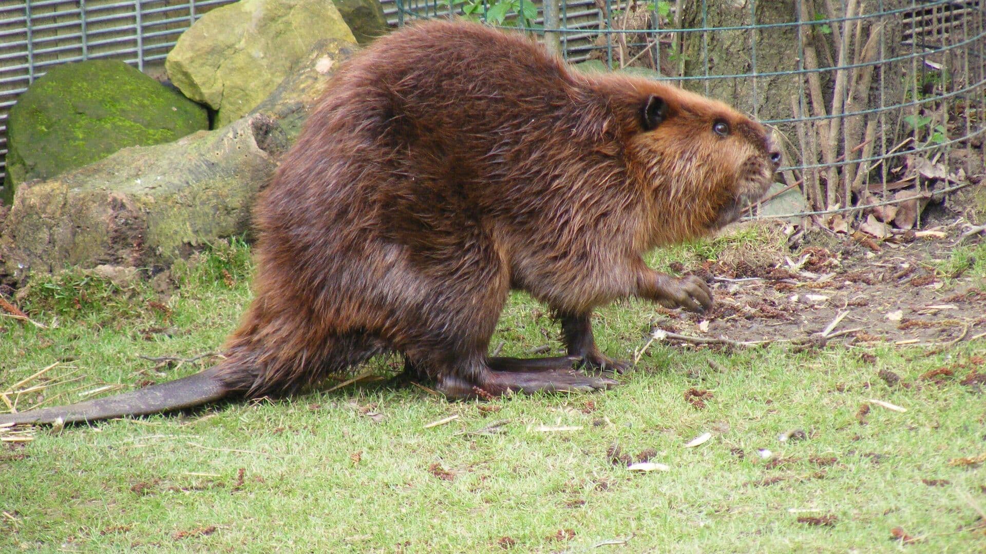 Ученый объяснил появление бобров в центре Москвы