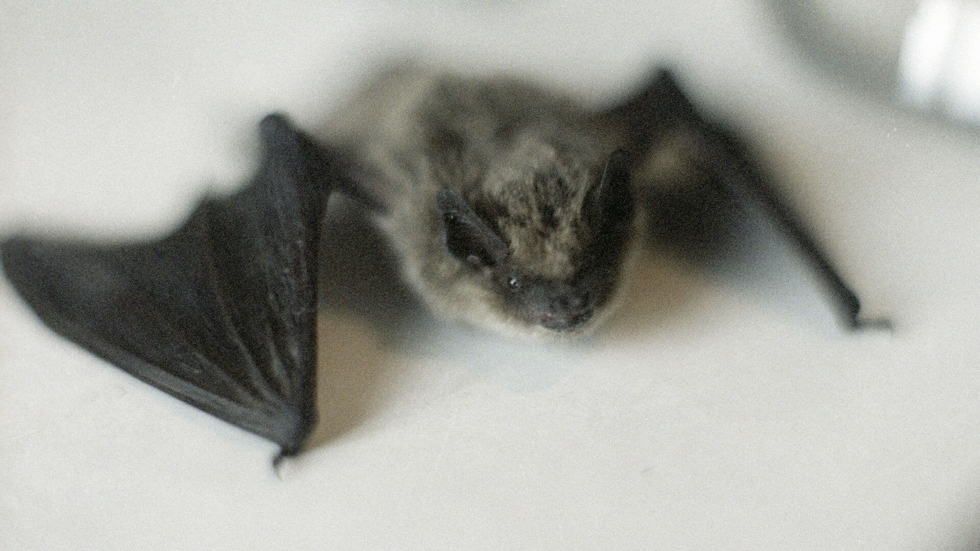 Биолог рассказала, где в Москве можно встретить летучих мышей