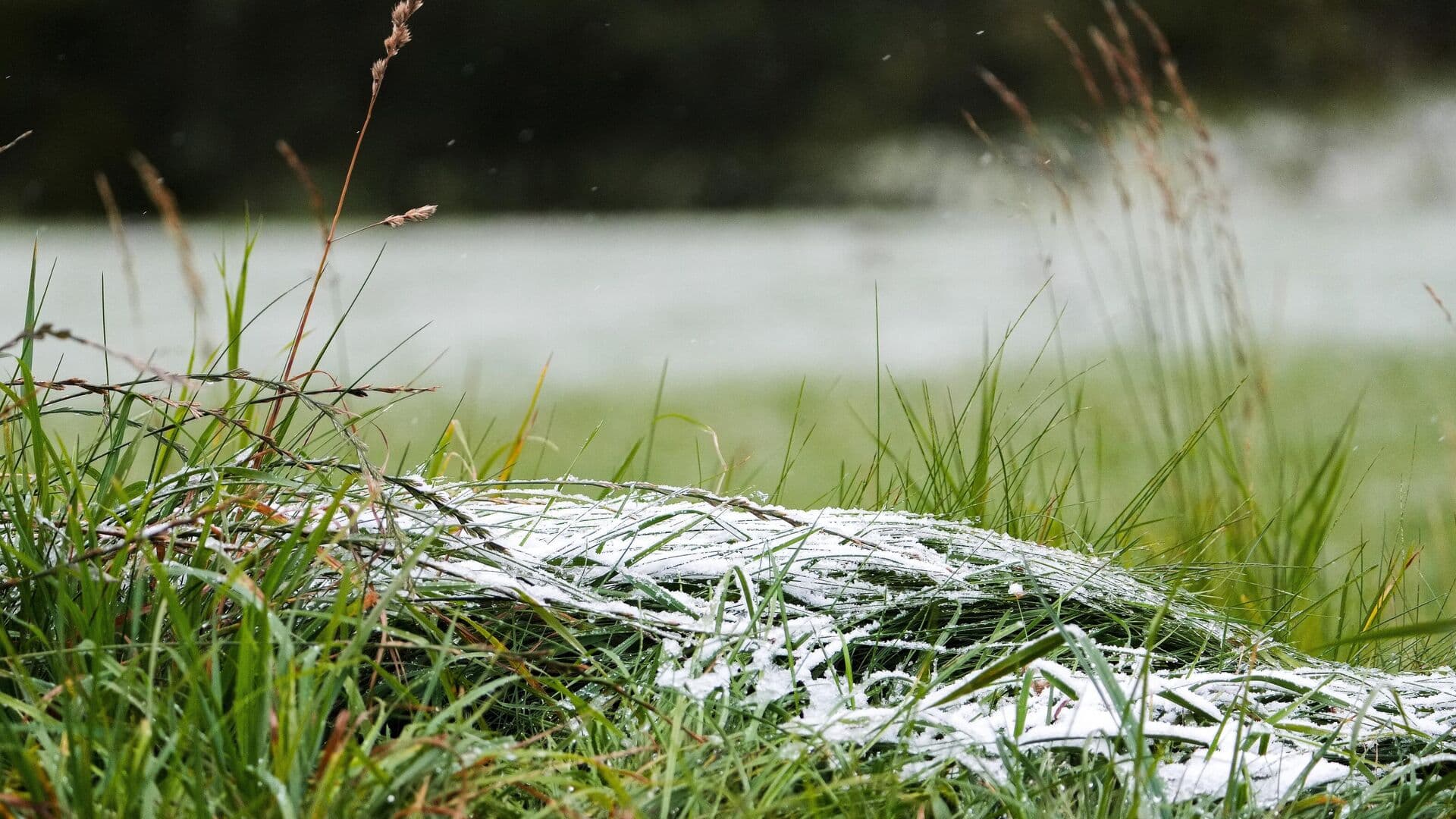 Синоптик рассказал, когда в Подмосковье ожидаются заморозки