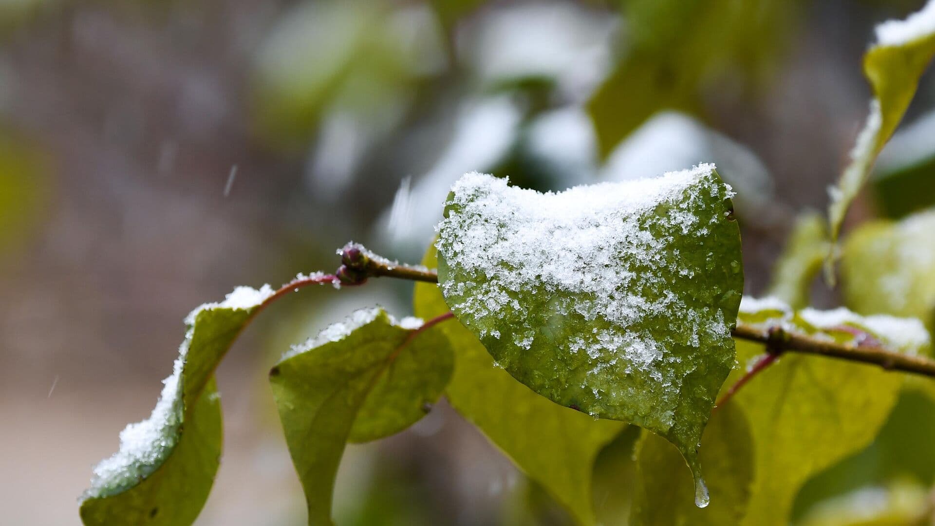 Синоптик рассказала, где ждать ночных заморозков в России