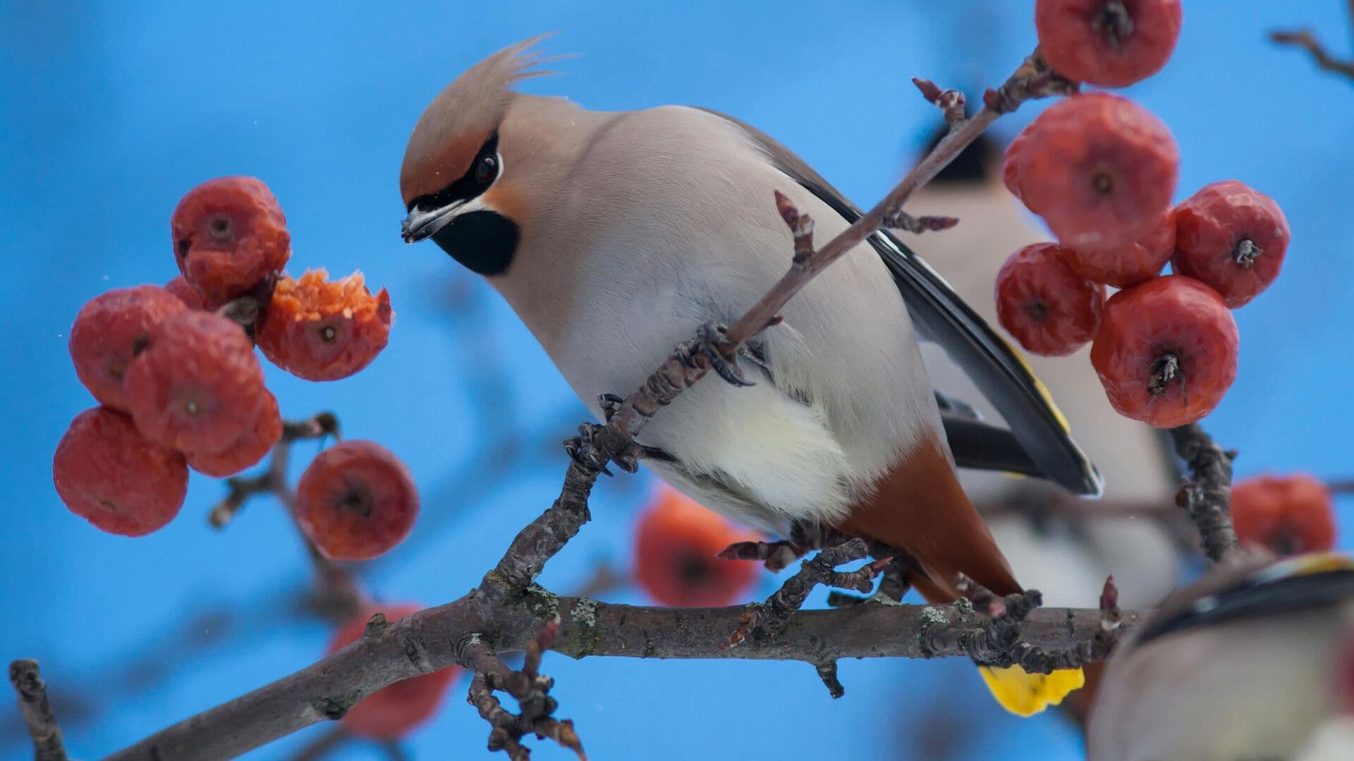 Биолог объяснил, почему свиристелей считают пьяницами