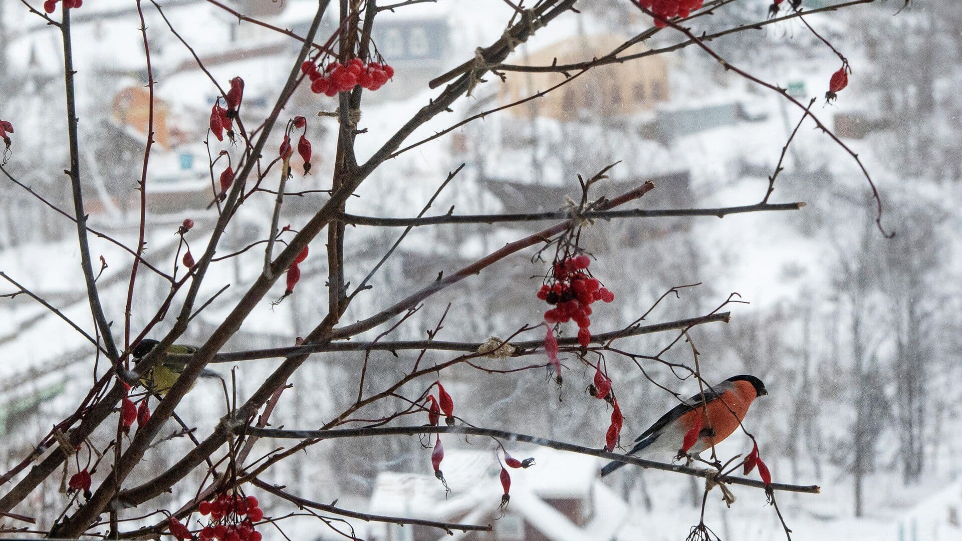 Биолог развеял миф о птичьем пьянстве