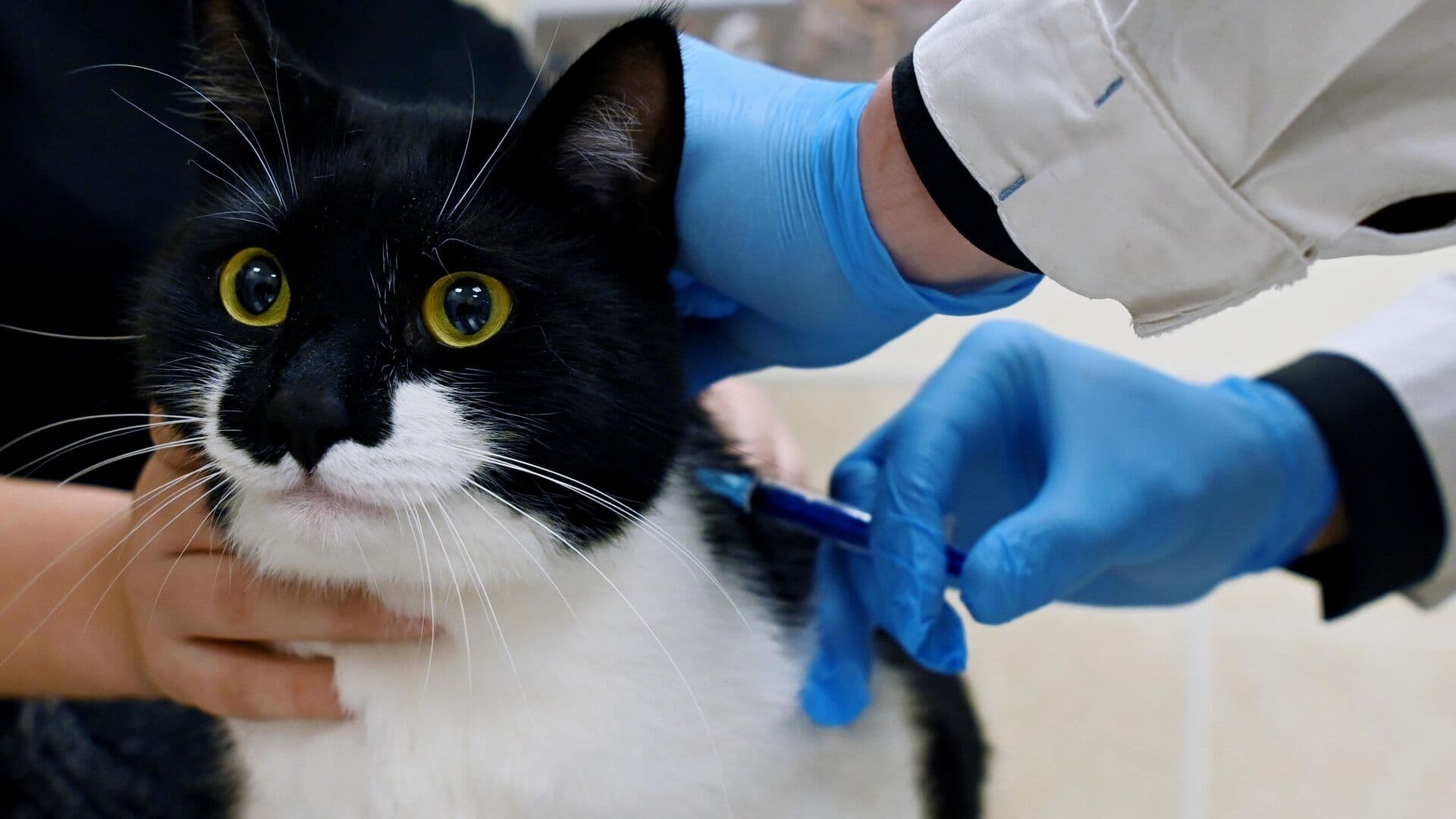 Ветврач рассказала, какие прививки сделать питомцу перед дачным сезоном