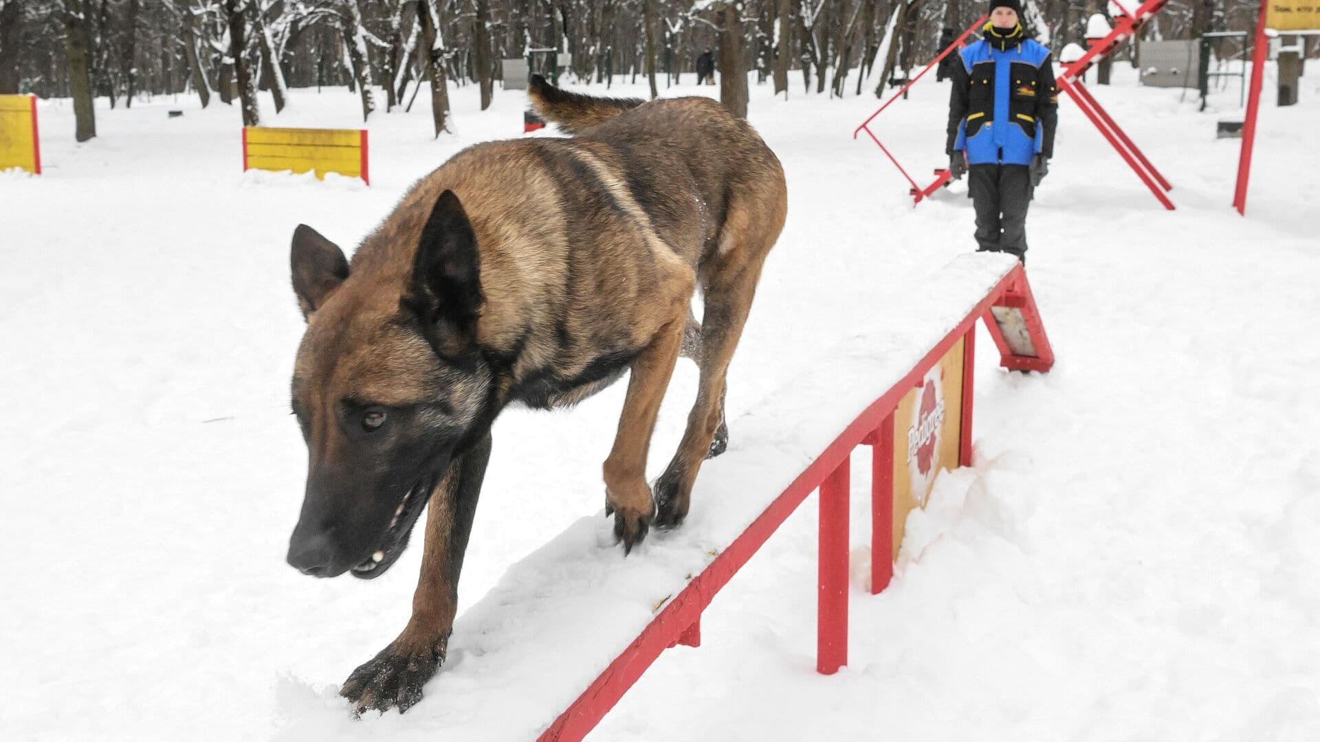 Росстандарт впервые принял ГОСТ на территории для прогулок и игр с собаками