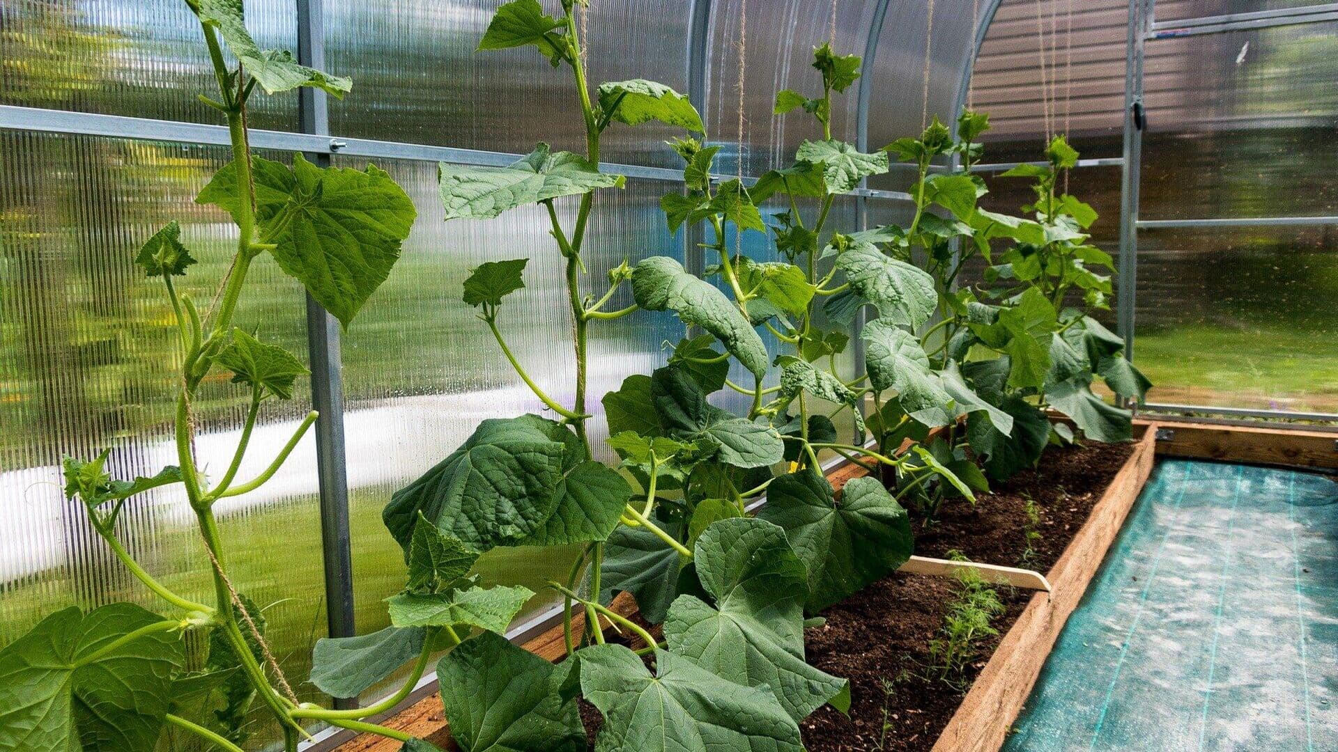 Биолог объяснила, почему не всходит рассада