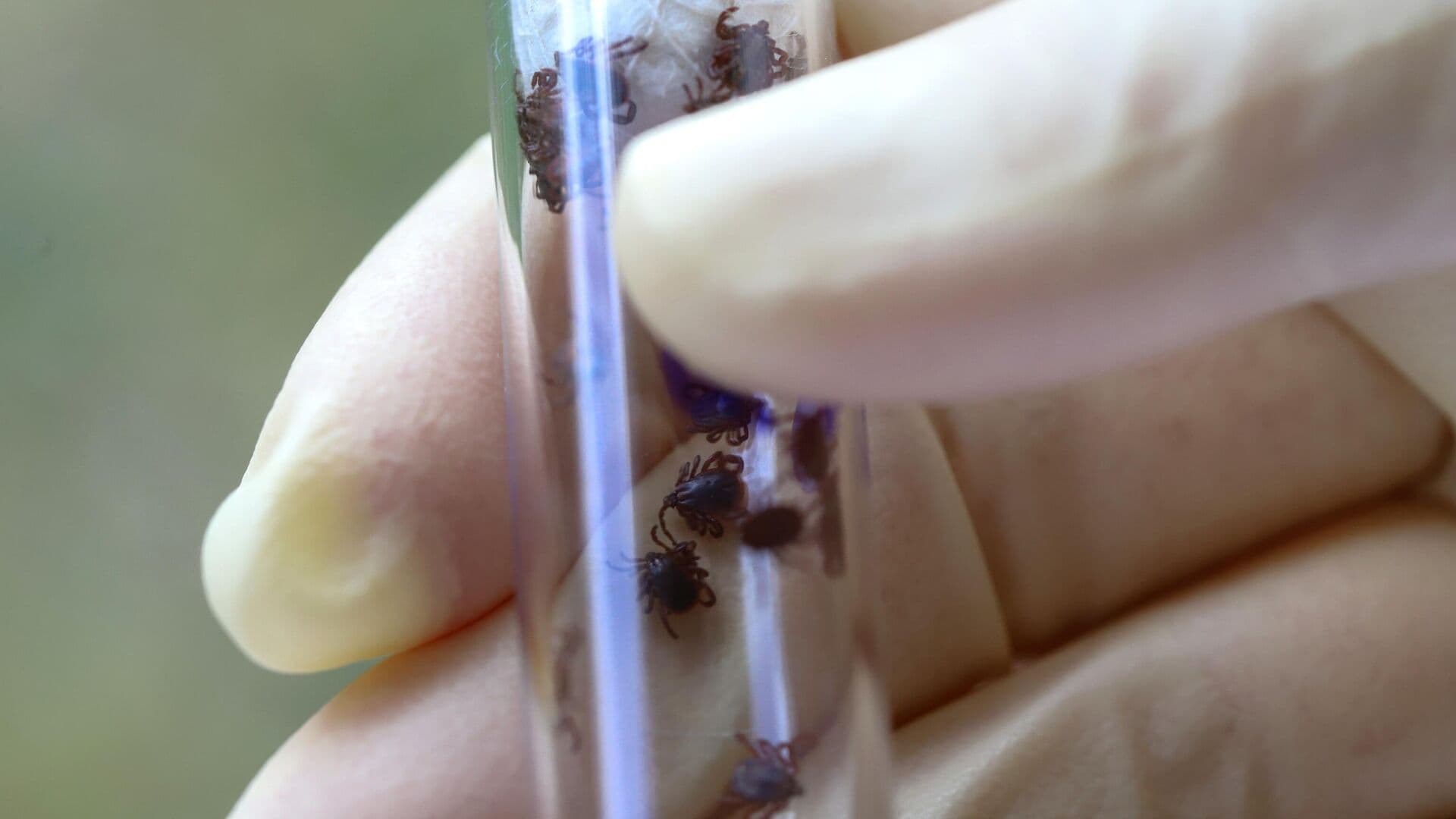 Ученый рассказал, когда в столичном регионе ожидается пик активности клещей