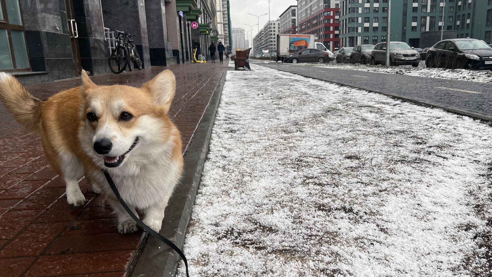 Ветеринар рассказала, почему питомцам опасно пить из луж