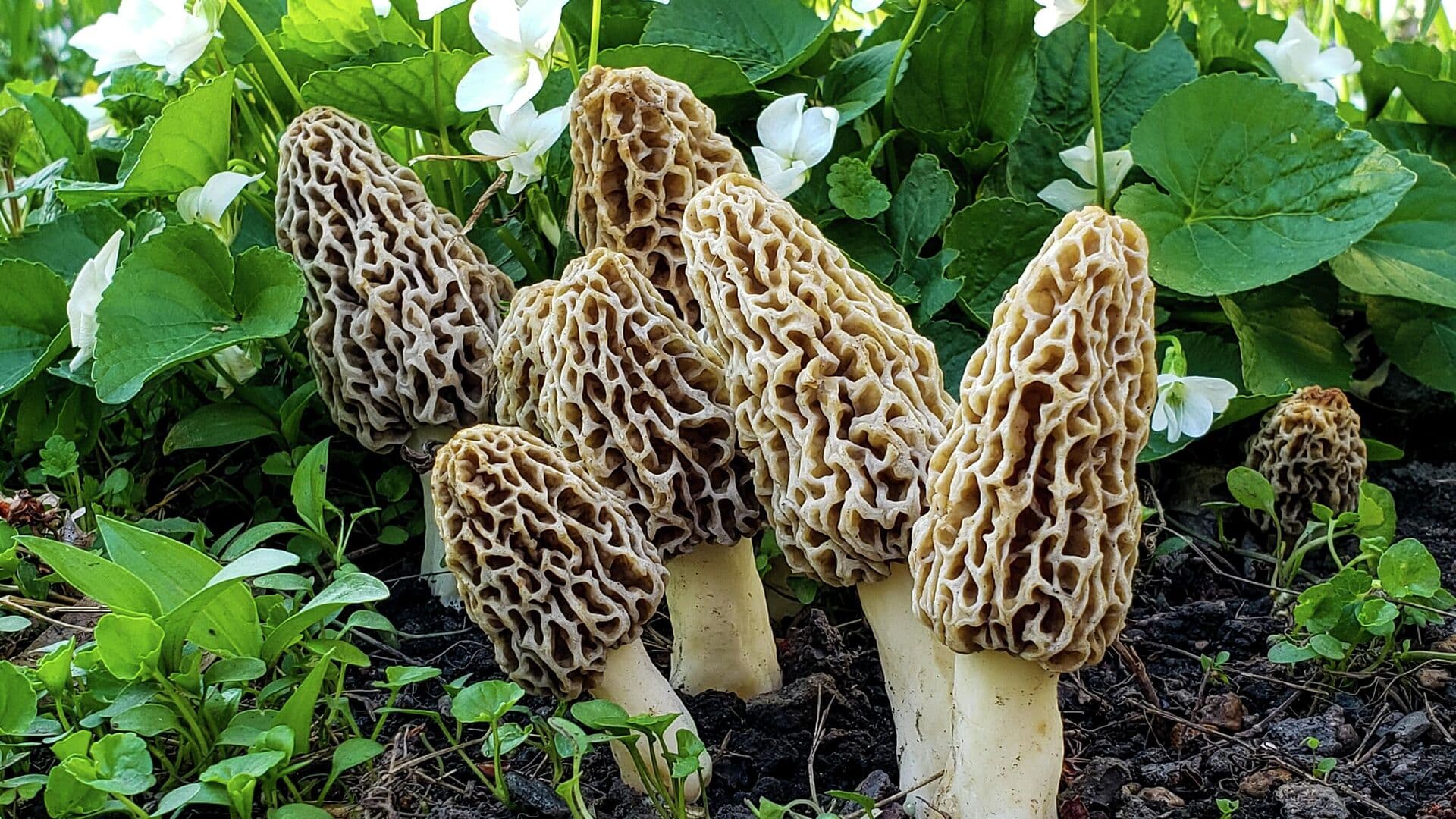 Биолог рассказал, можно ли есть весенние грибы