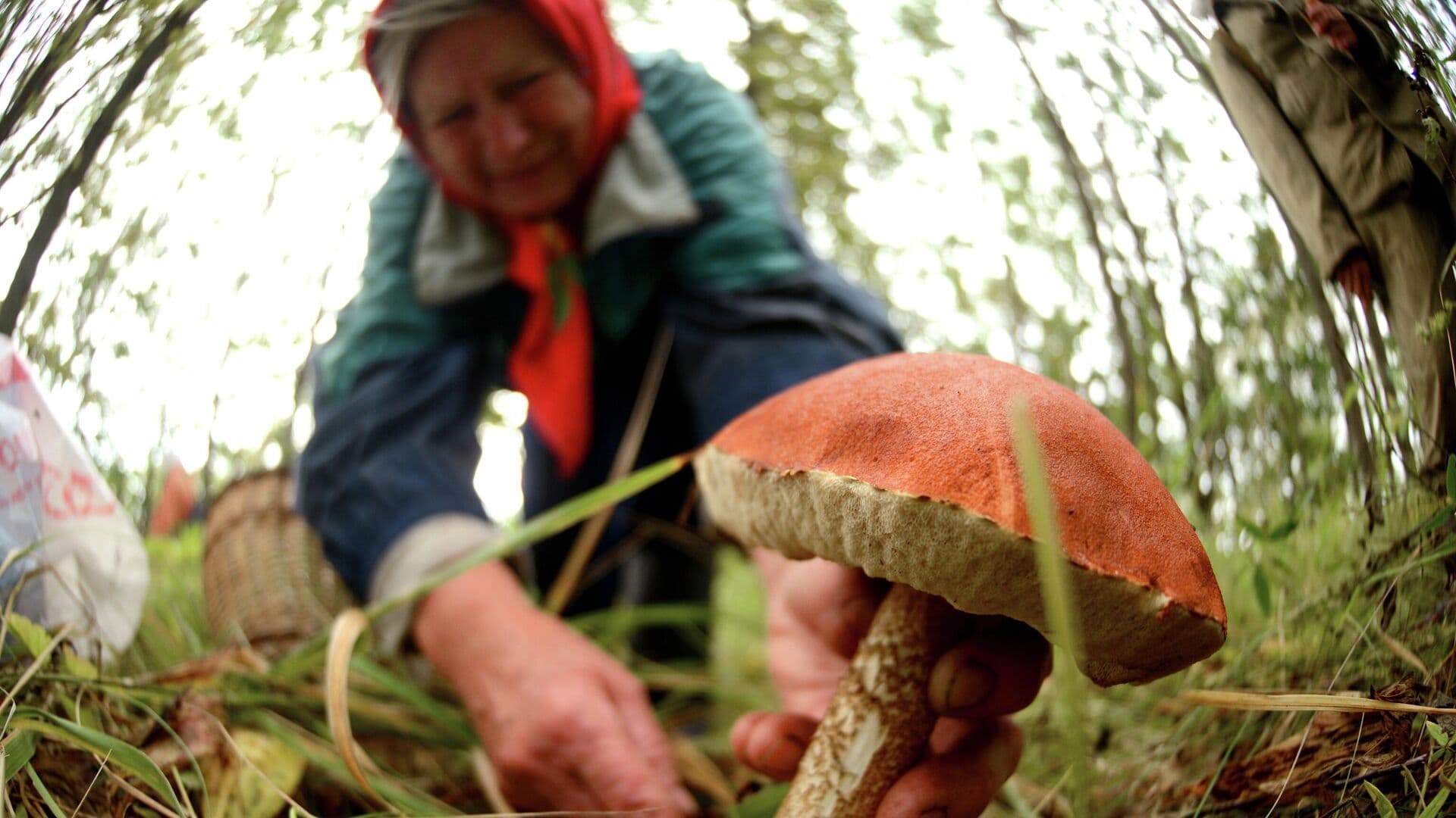 Биолог рассказал, будет ли удачным грибной сезон в 2026 году