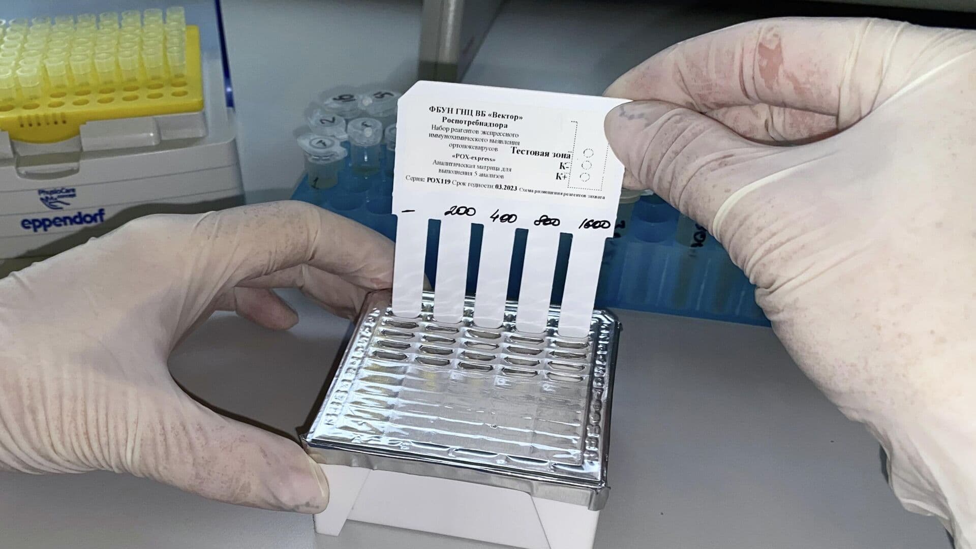 Онищенко спрогнозировал новые случаи оспы обезьян в России