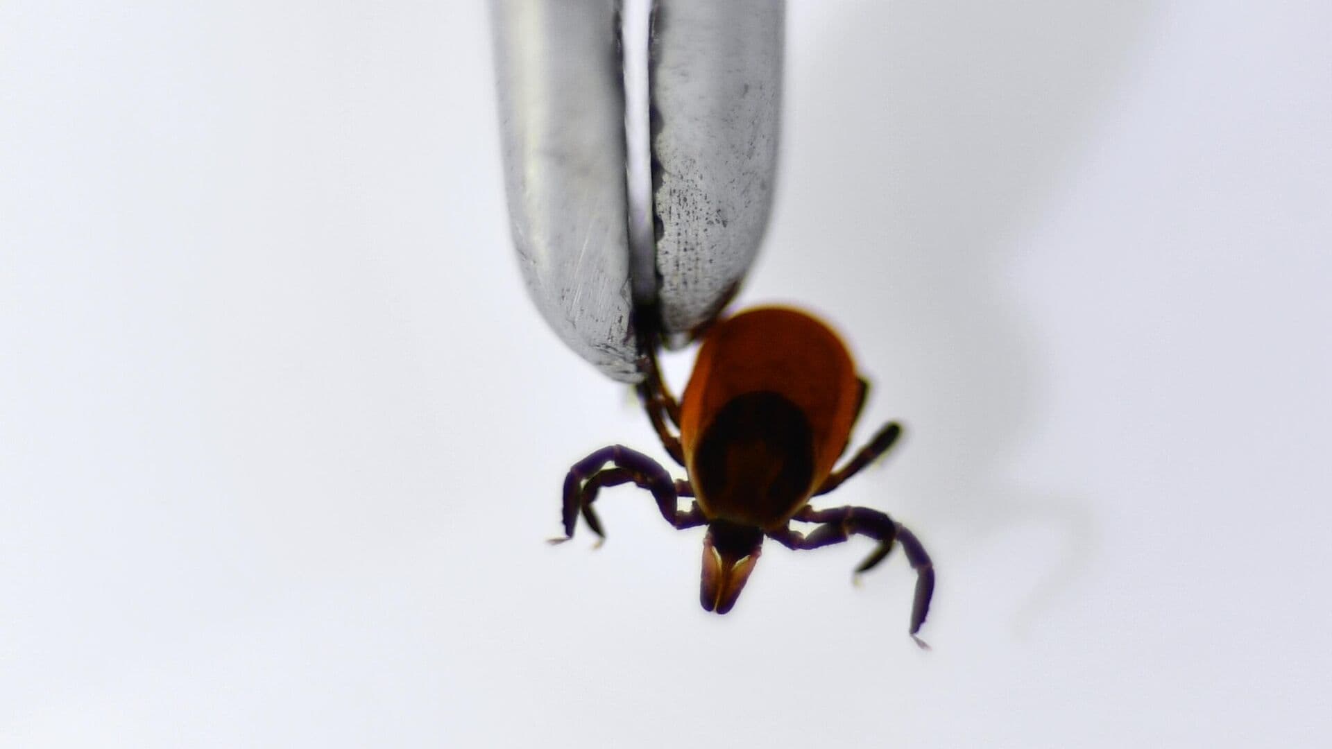 Роспотребнадзор сообщил о начале активности клещей в России