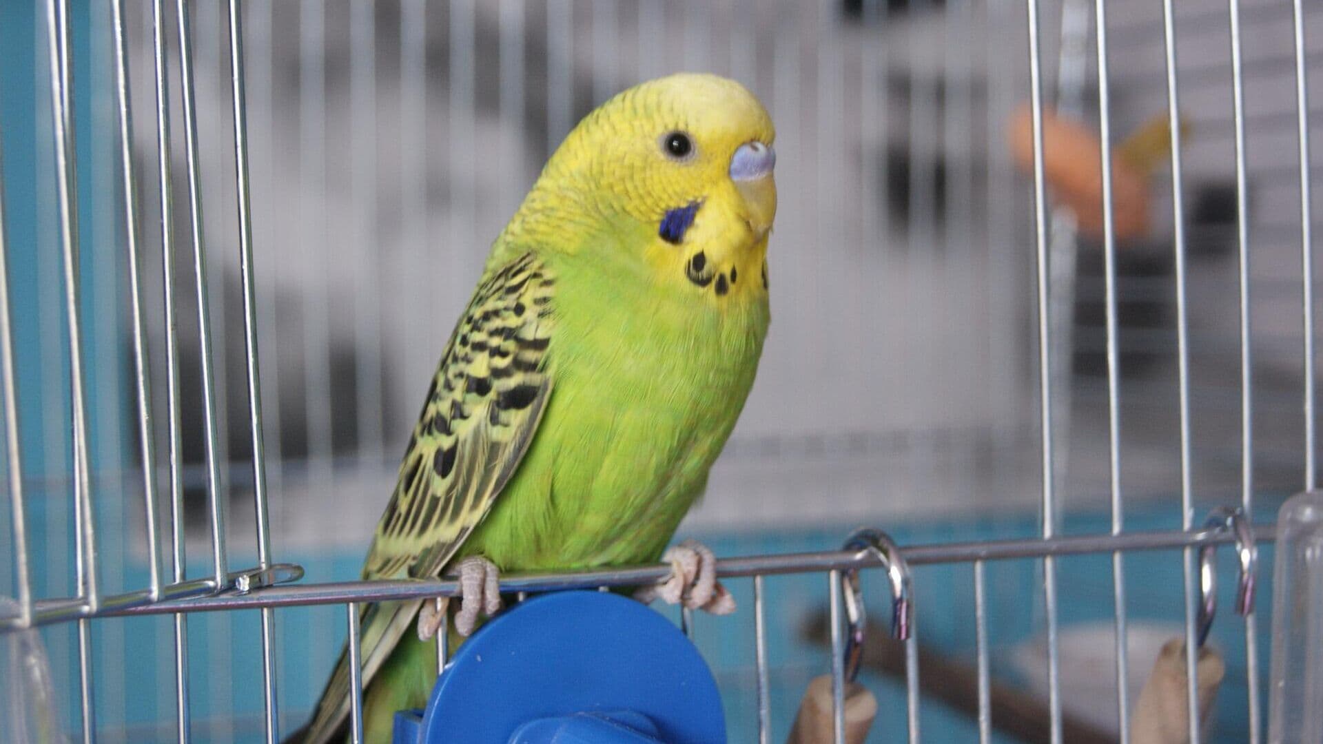 Биолог рассказал, могут ли выжить улетевшие из дома попугаи