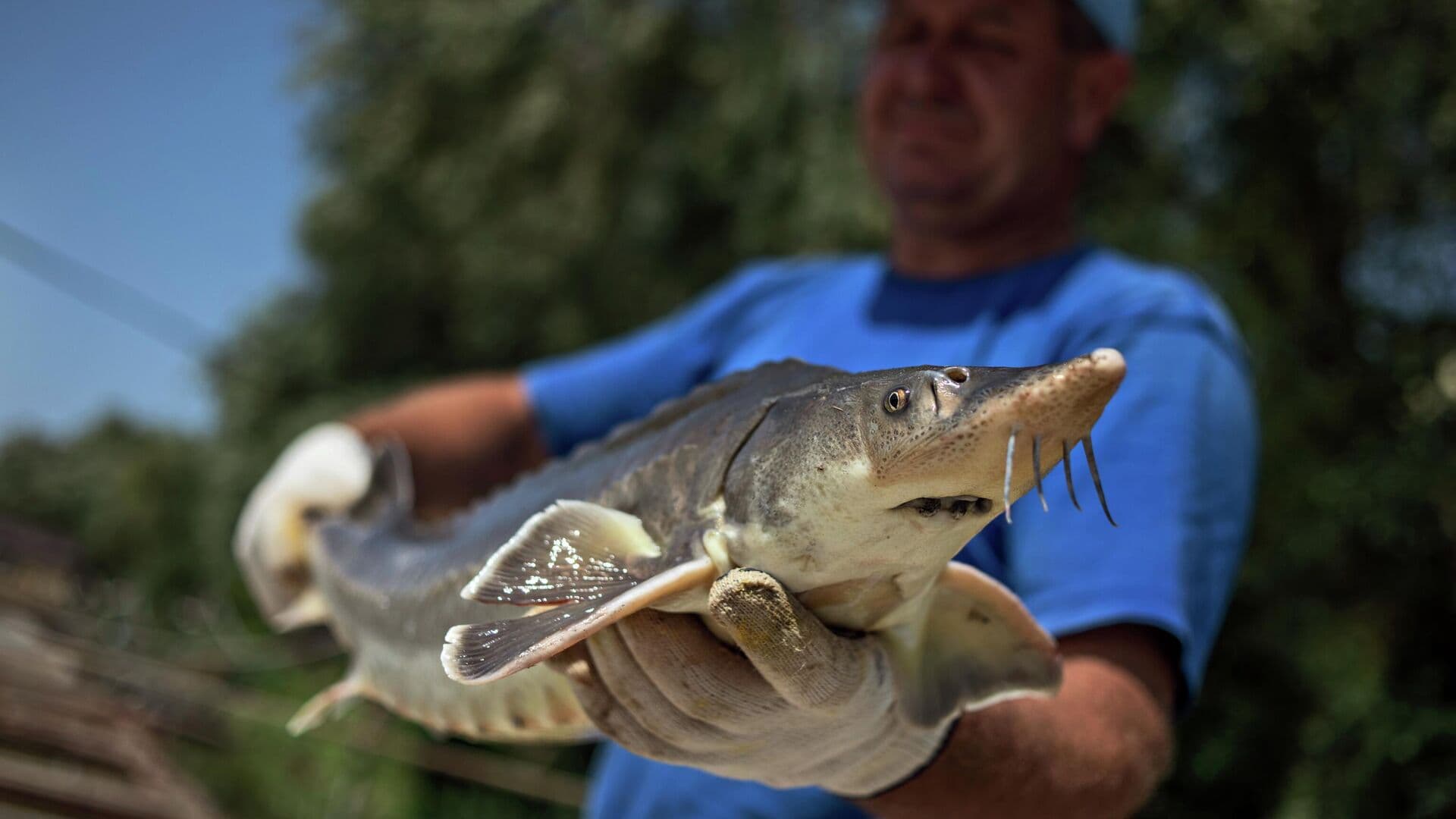 Росрыболовство рассматривает госмонополию на вылов осетра в Азовском море