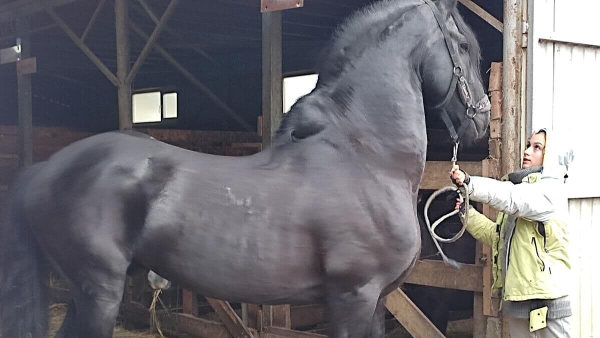 Ростовские ветеринары помогают раненым лошадям в Запорожской области