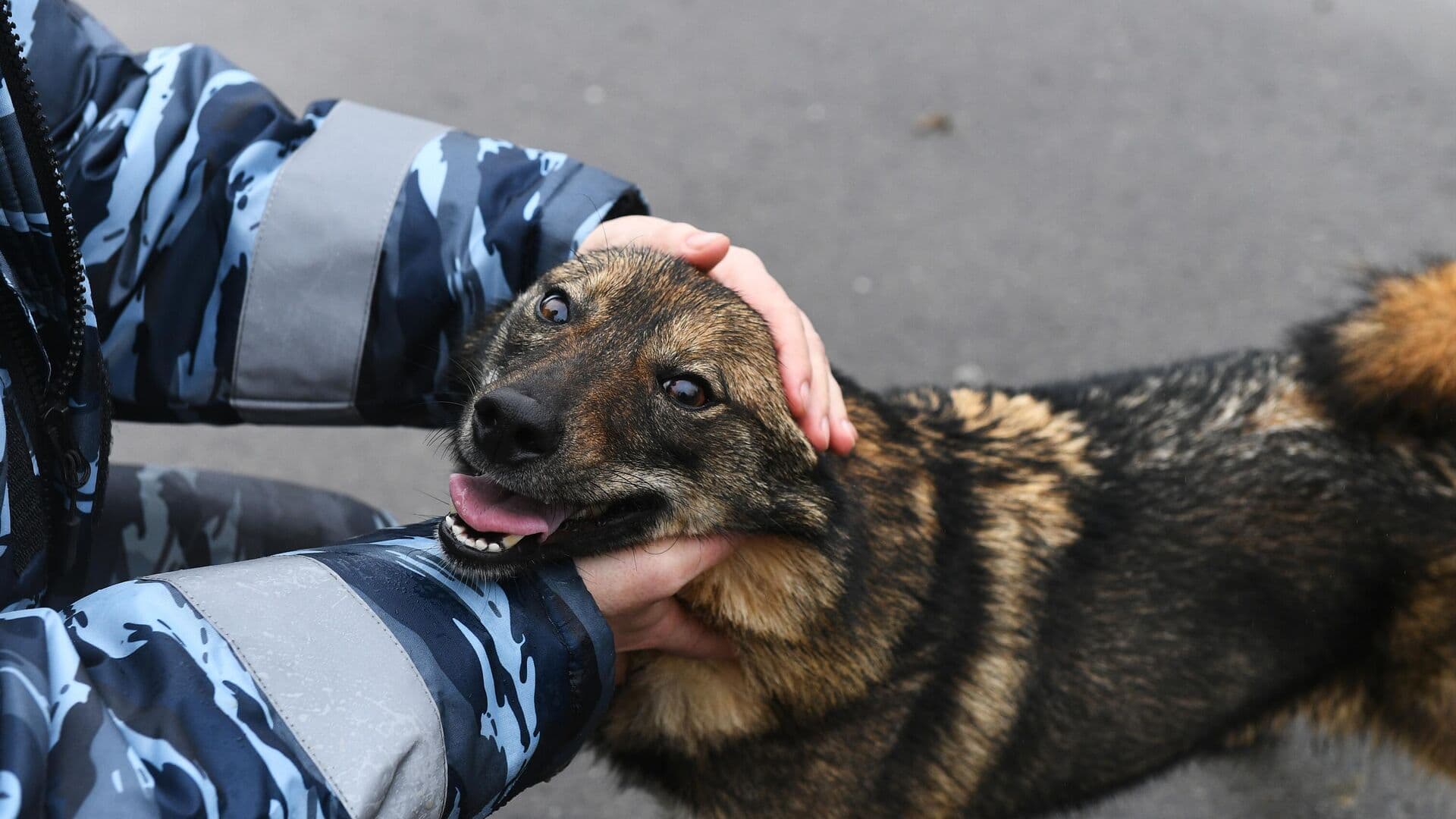 В Киеве сотрудники ТЦК похитили мужчину во время прогулки с собакой
