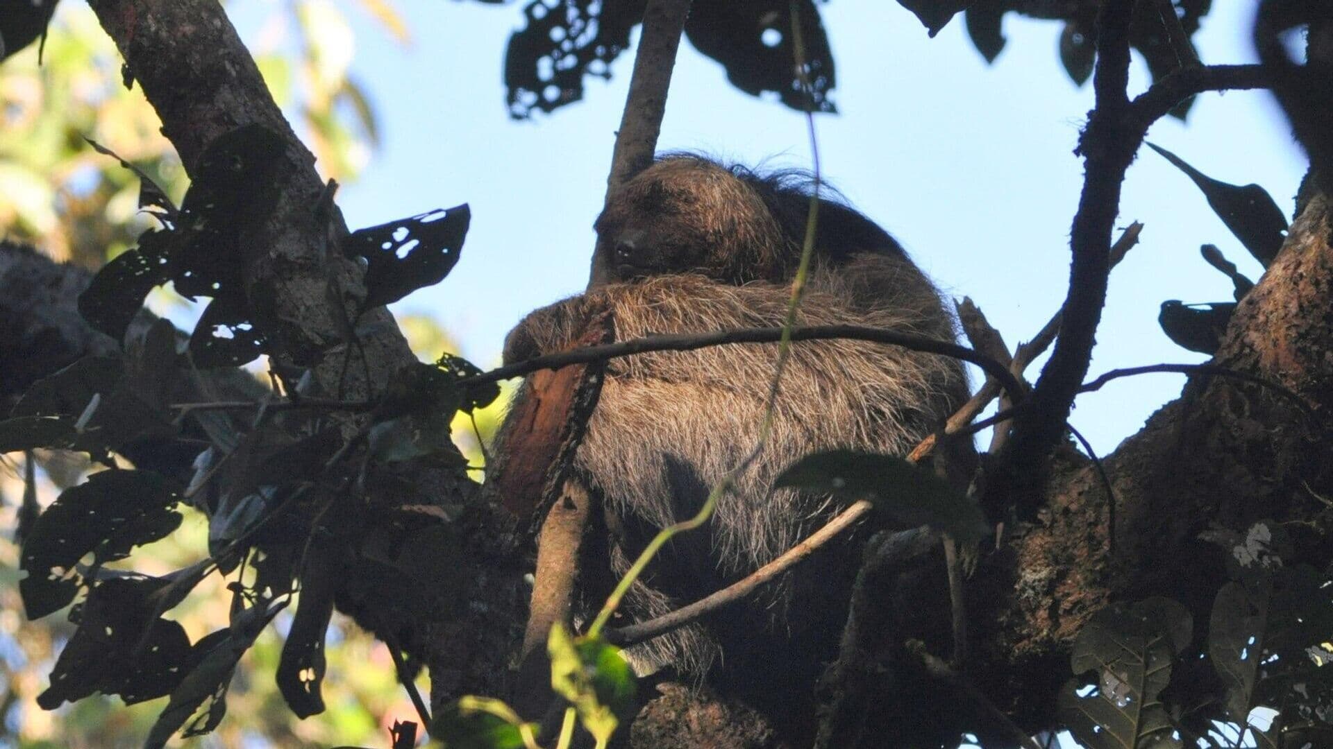 Более 30 ленивцев погибли в США из-за ненадлежащих условий содержания