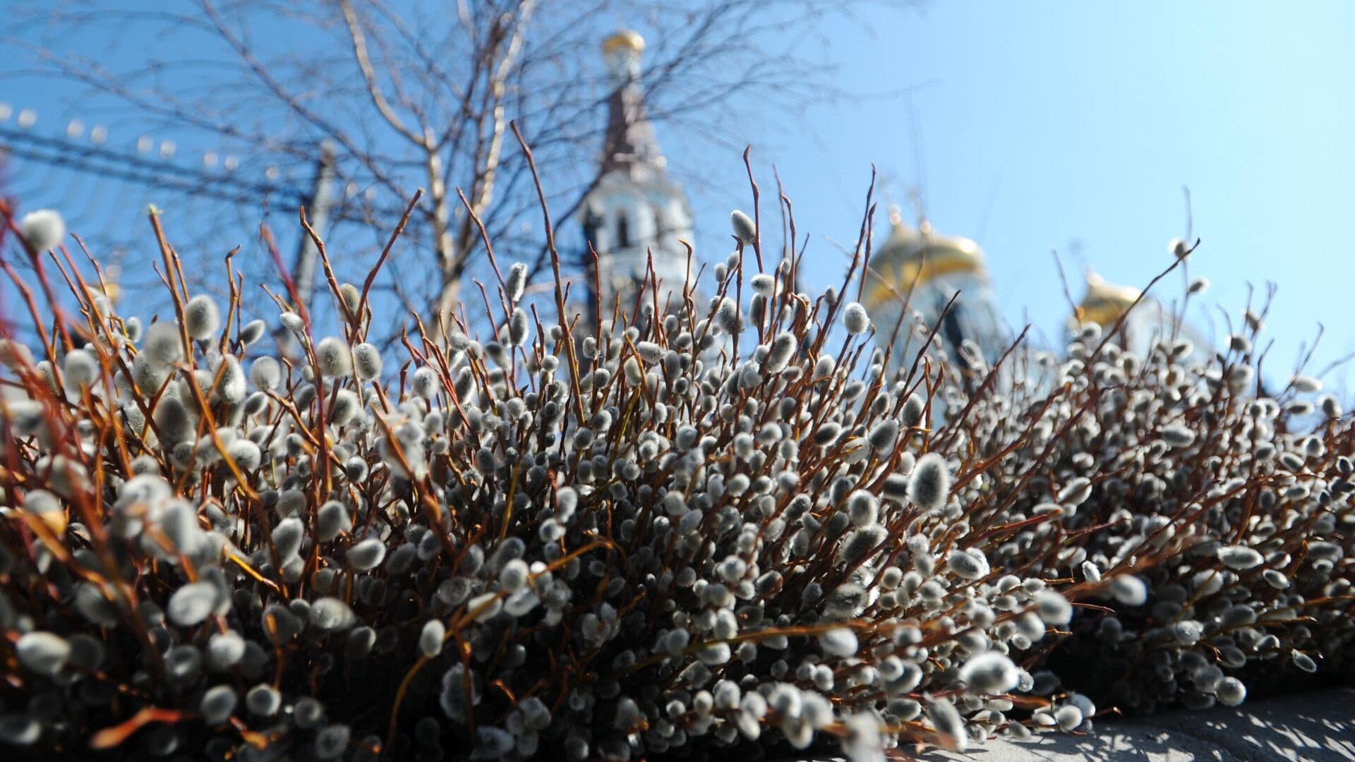 Захарова поздравила верующих с Вербным воскресеньем