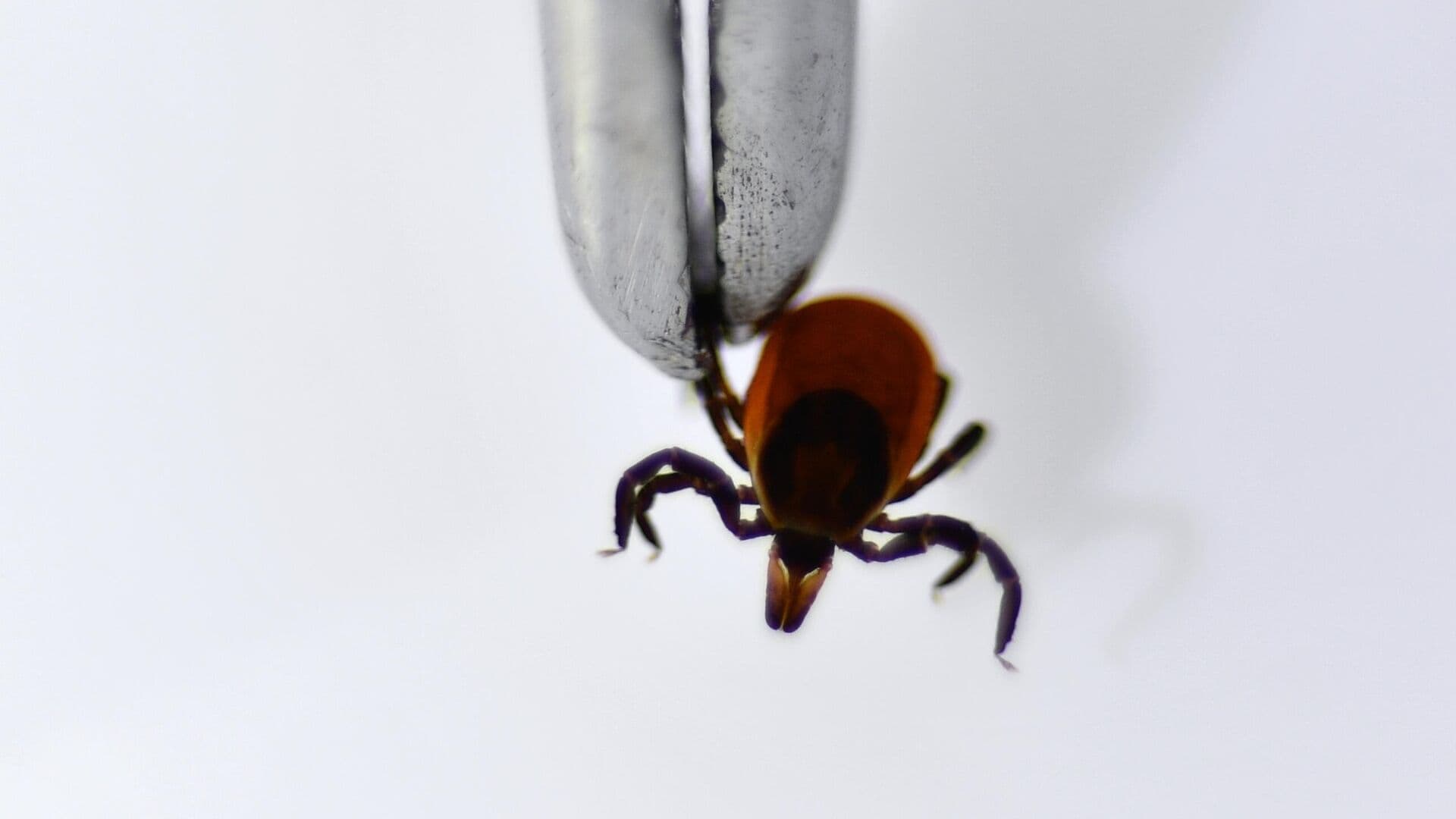 В Роспотребнадзоре назвали инфекции, переносчиками которых могут быть клещи