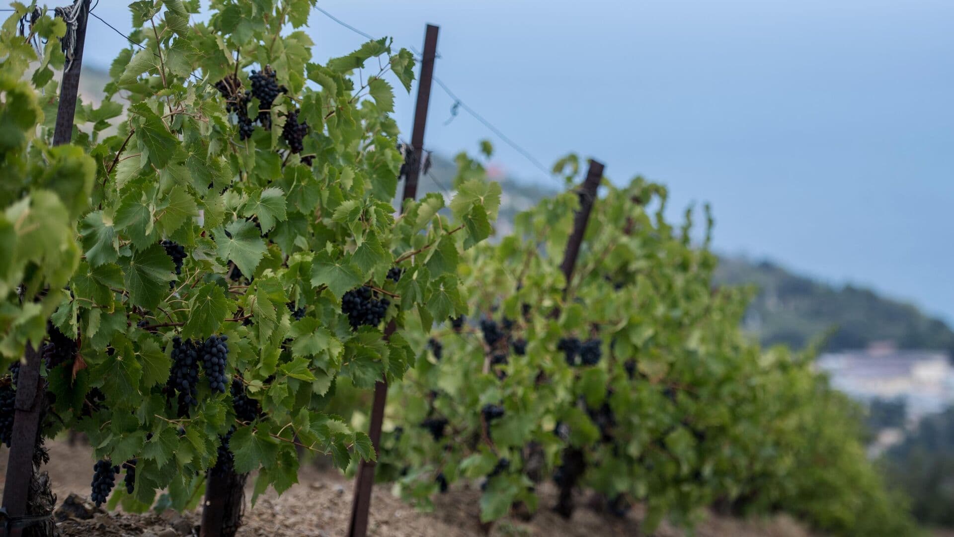 Закон о виноградарстве в России приняли с подачи крымчан, заявил Путин