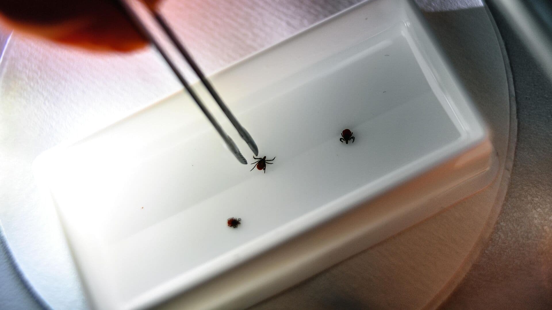 Названа главная ошибка при встрече с клещом хиаломма