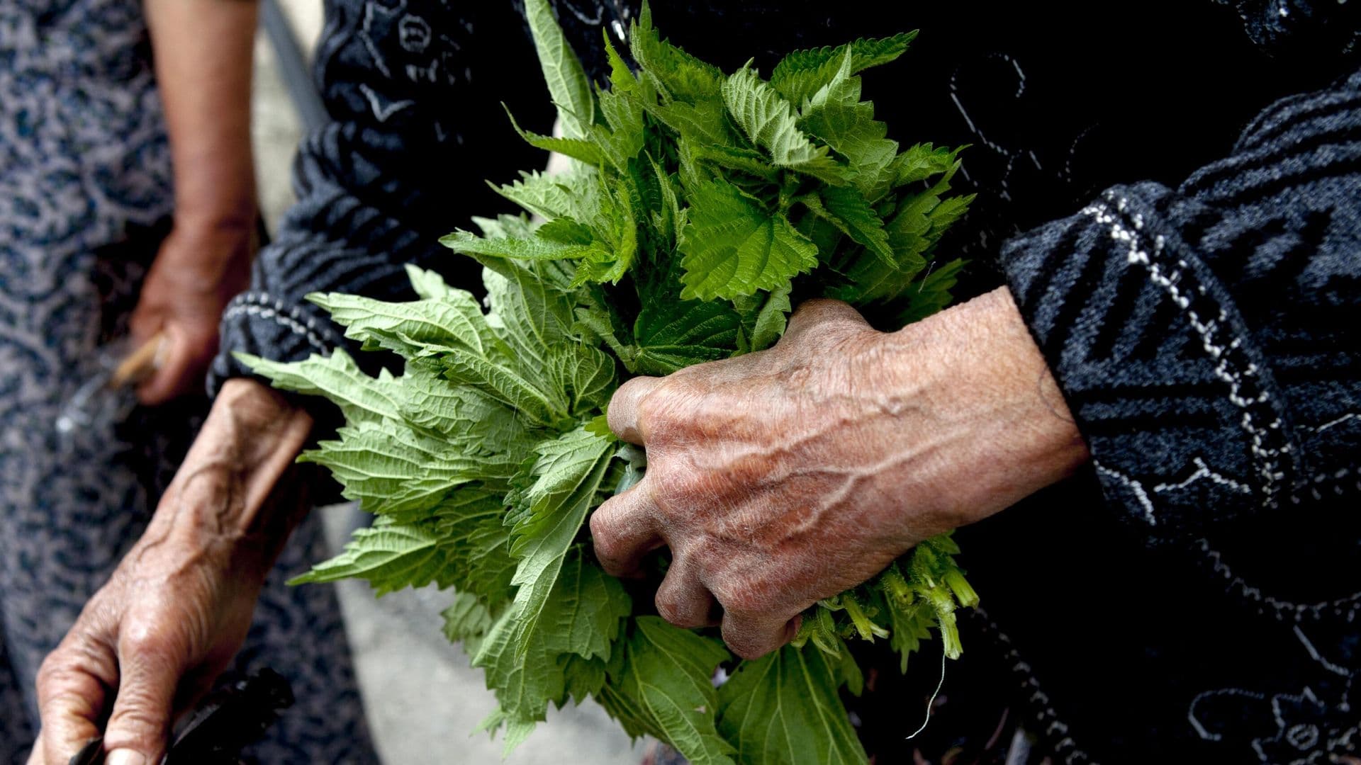 Ученый рассказал, как превратить крапиву в функциональный продукт