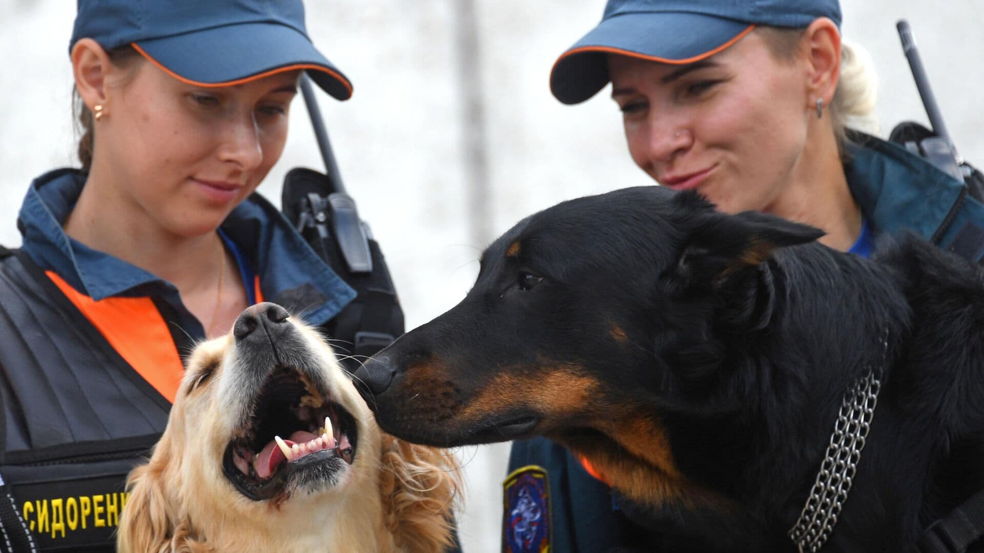В МЧС рассказали о новых нормах питания служебных собак