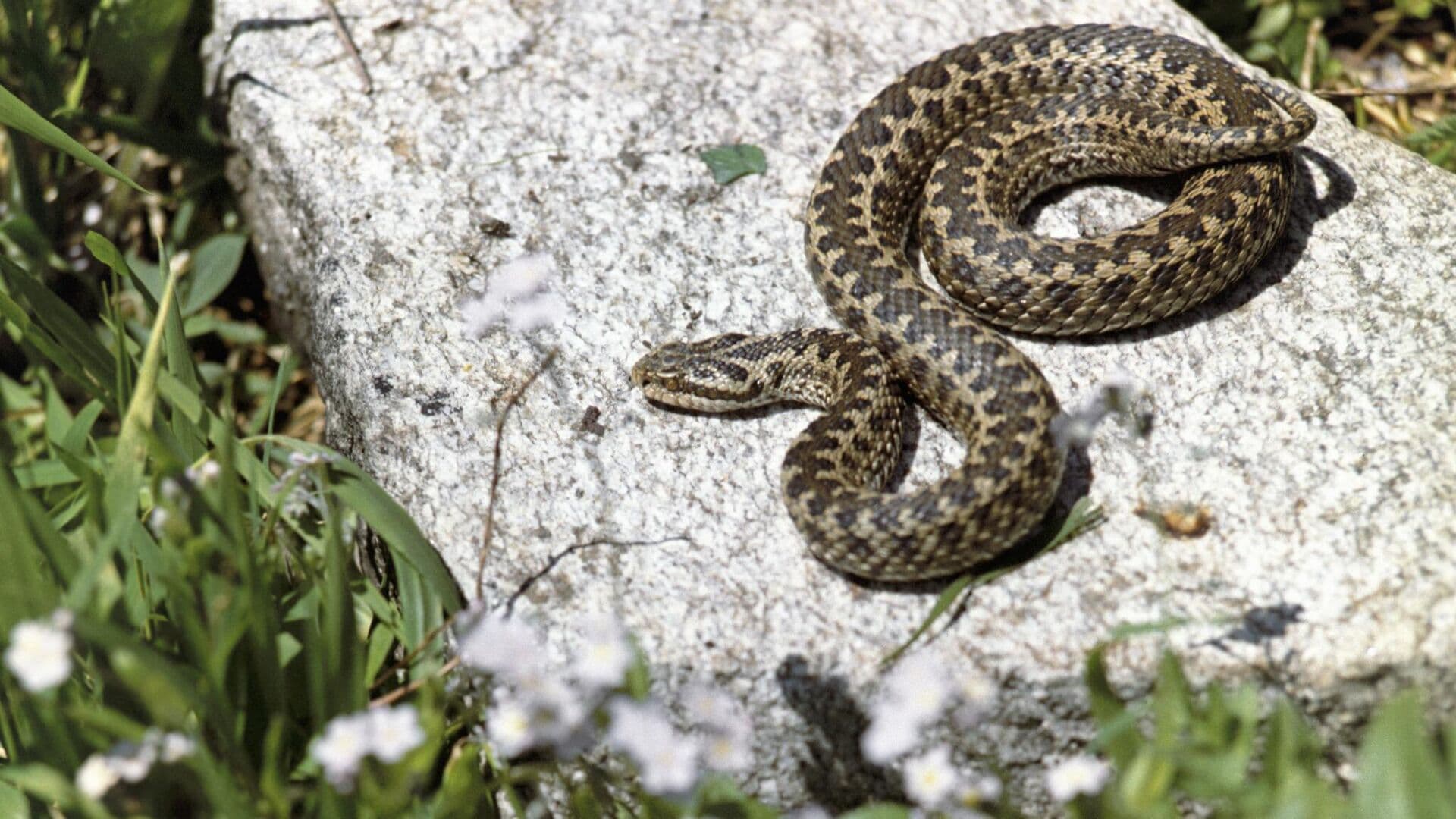 Биолог рассказал, когда в Москве появятся гадюки