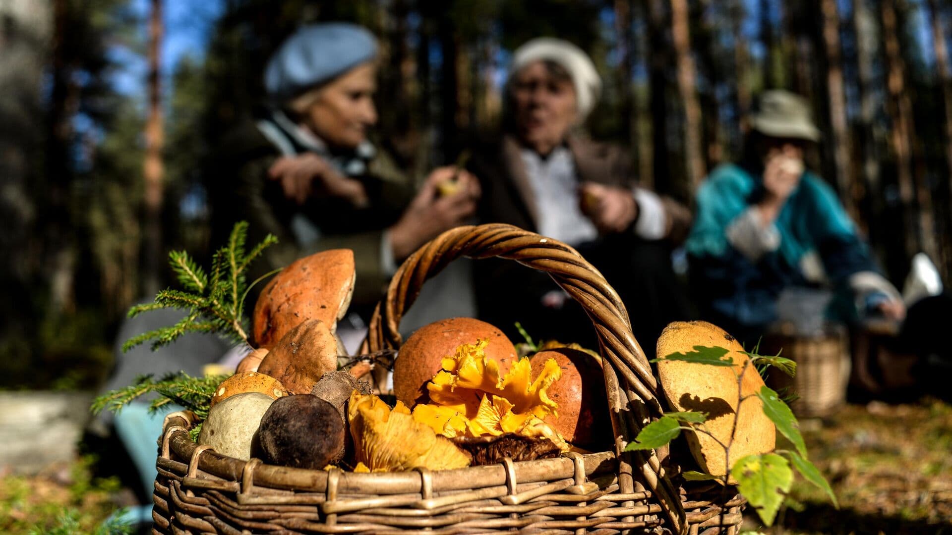 В Роспотребнадзоре рассказали, где нельзя собирать грибы