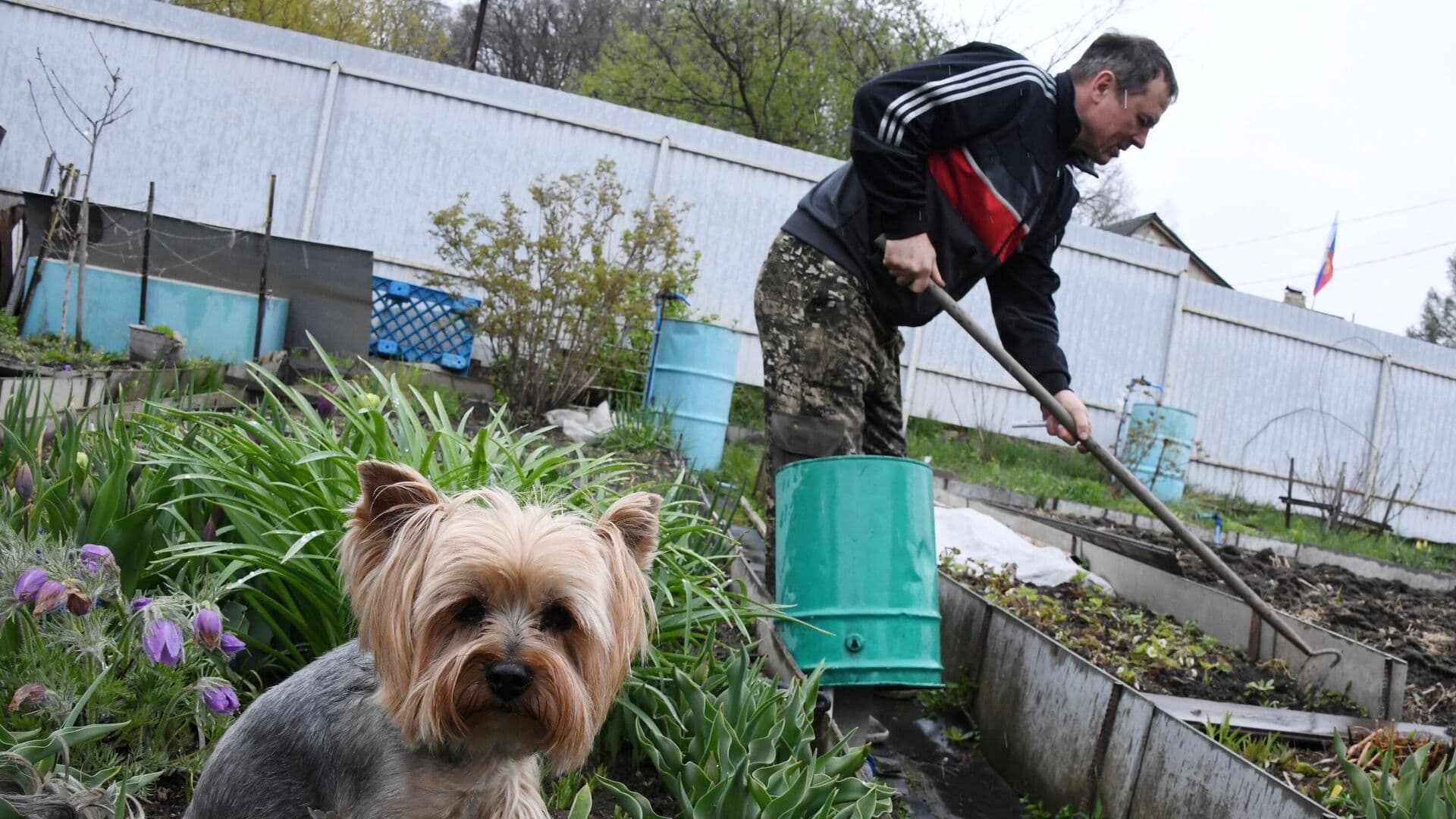 Кинолог рассказал, как подготовить собаку к поездке на дачу