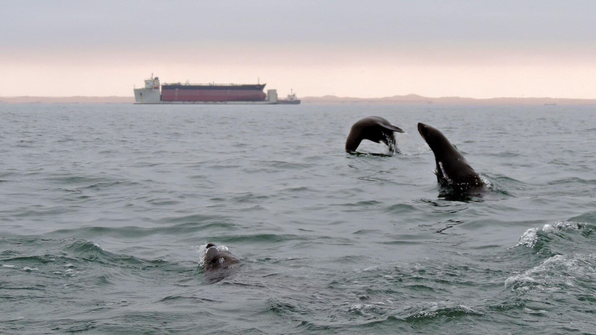 В Намибии задержали рыболовецкое судно с россиянами