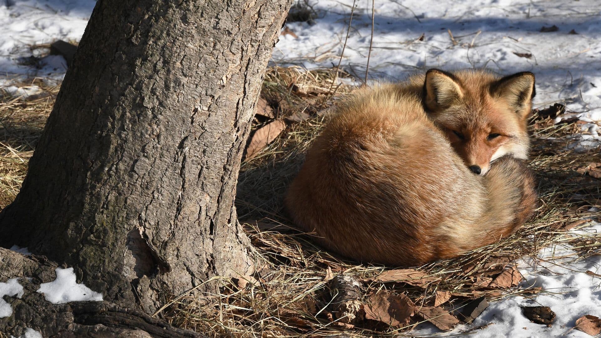 Эксперт объяснил, почему лисы стали чаще появляться в городах