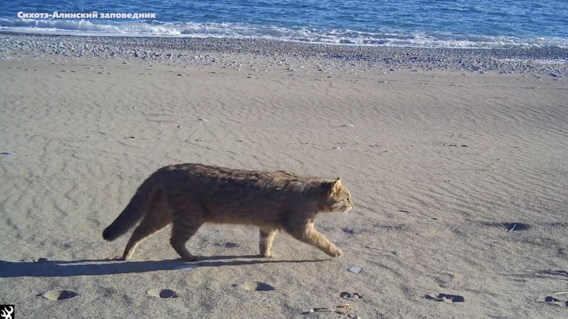 В Приморье выпустили четырех детенышей дальневосточного лесного кота