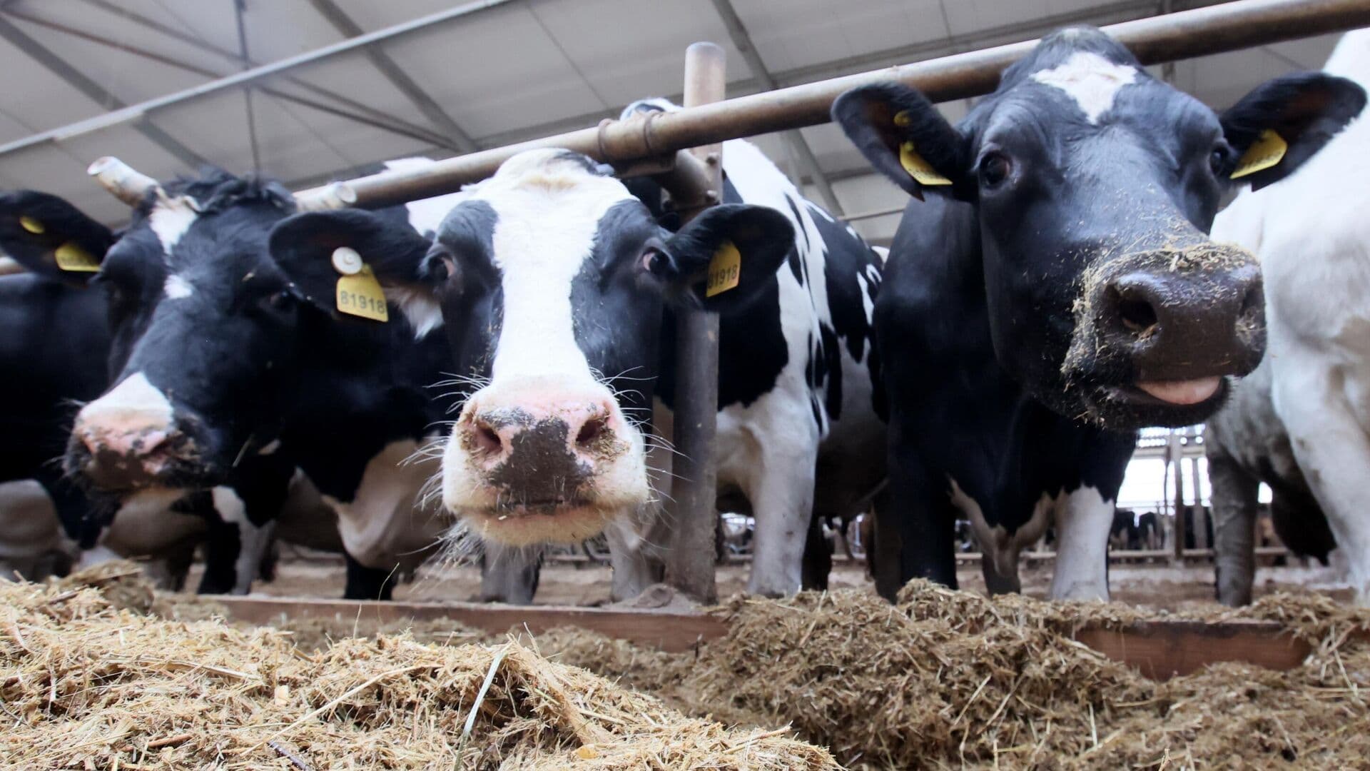 В Чувашии ввели карантин по пастереллезу