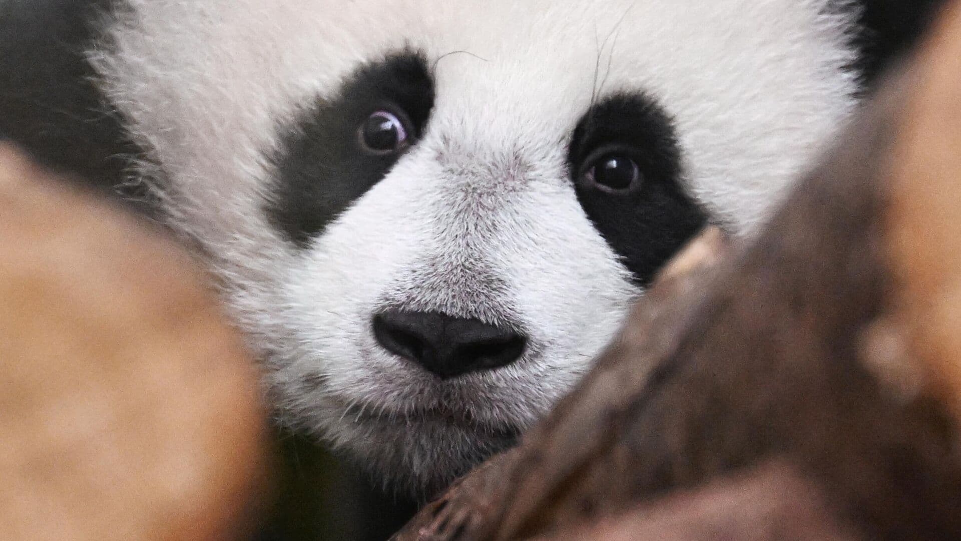 Гендиректор Московского зоопарка рассказала о характере панды Катюши