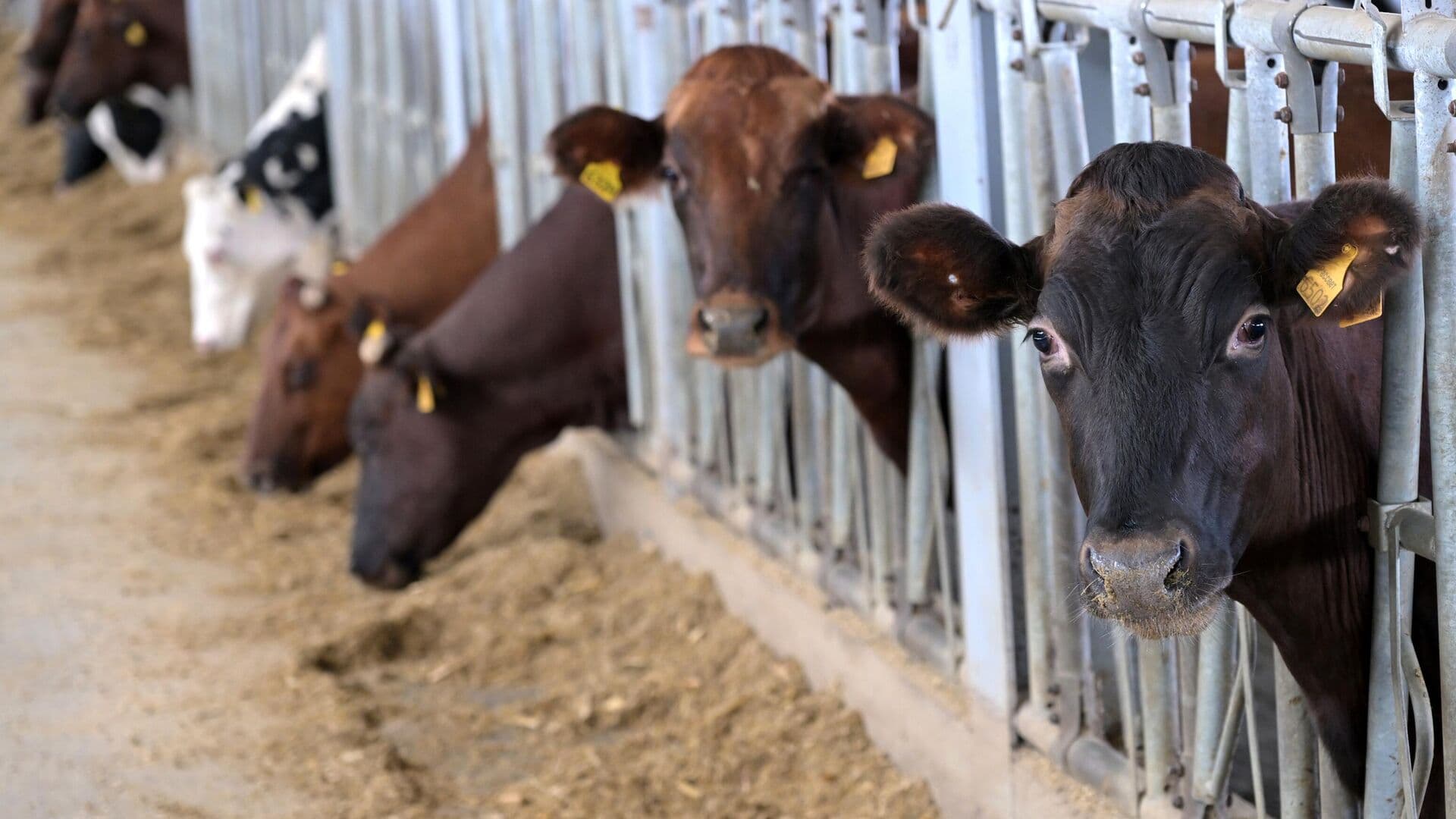 Жители Новосибирска, у которых изъят скот, получили выплаты