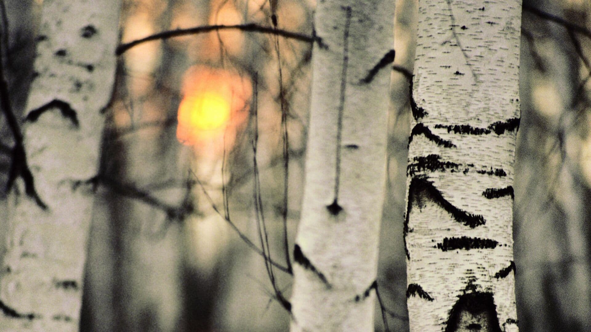 Биолог рассказал, какие березы подходят для сбора сока